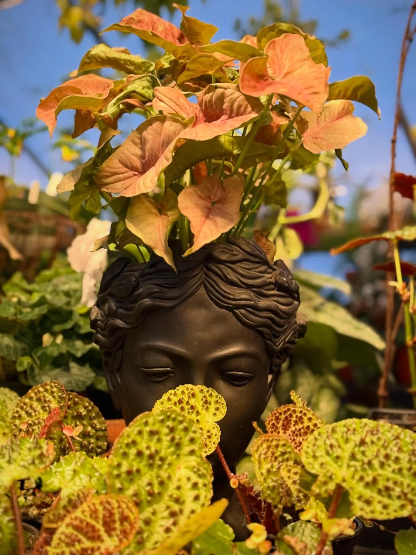 enjoying the sun for the next few hours. we are closing today at 5pm and will reopen tuesday at 10am. we still have a bunch of chocolate chip cookies in the greenhouse&hearts;️
#&hearts;️laserragardens
#womanownedbusiness
#giftboutique
#comewander
#g