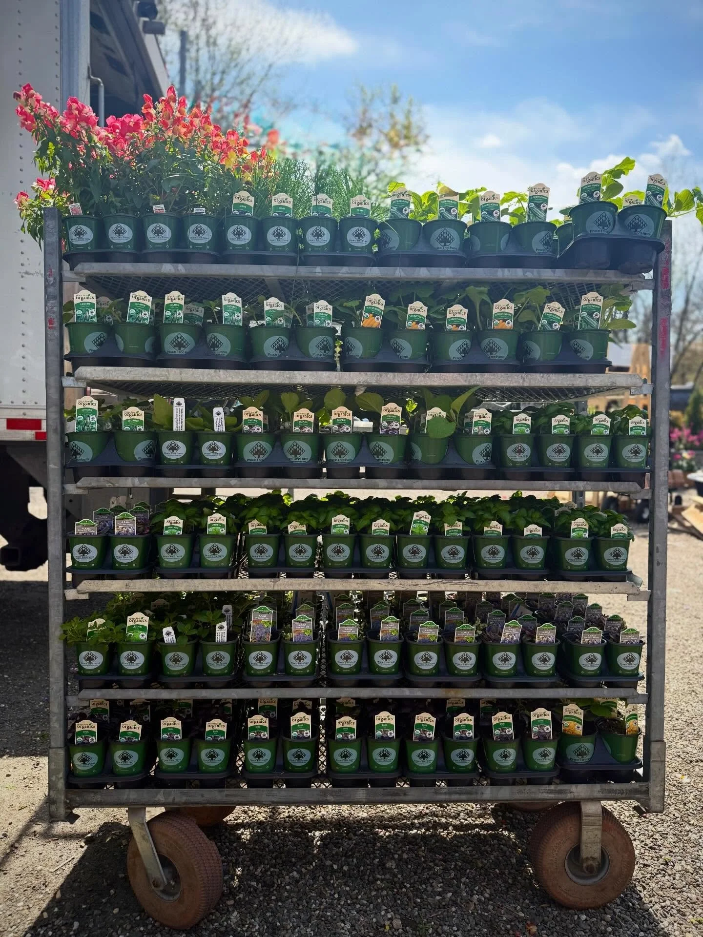 a whirlwind kind of day with deliveries back to back! all veggies and herbs are in, a huge selection of annuals and perennials, come wander!

#&hearts;️laserragardens
#womanownedbusiness
#comewander
#grabandgoflorals