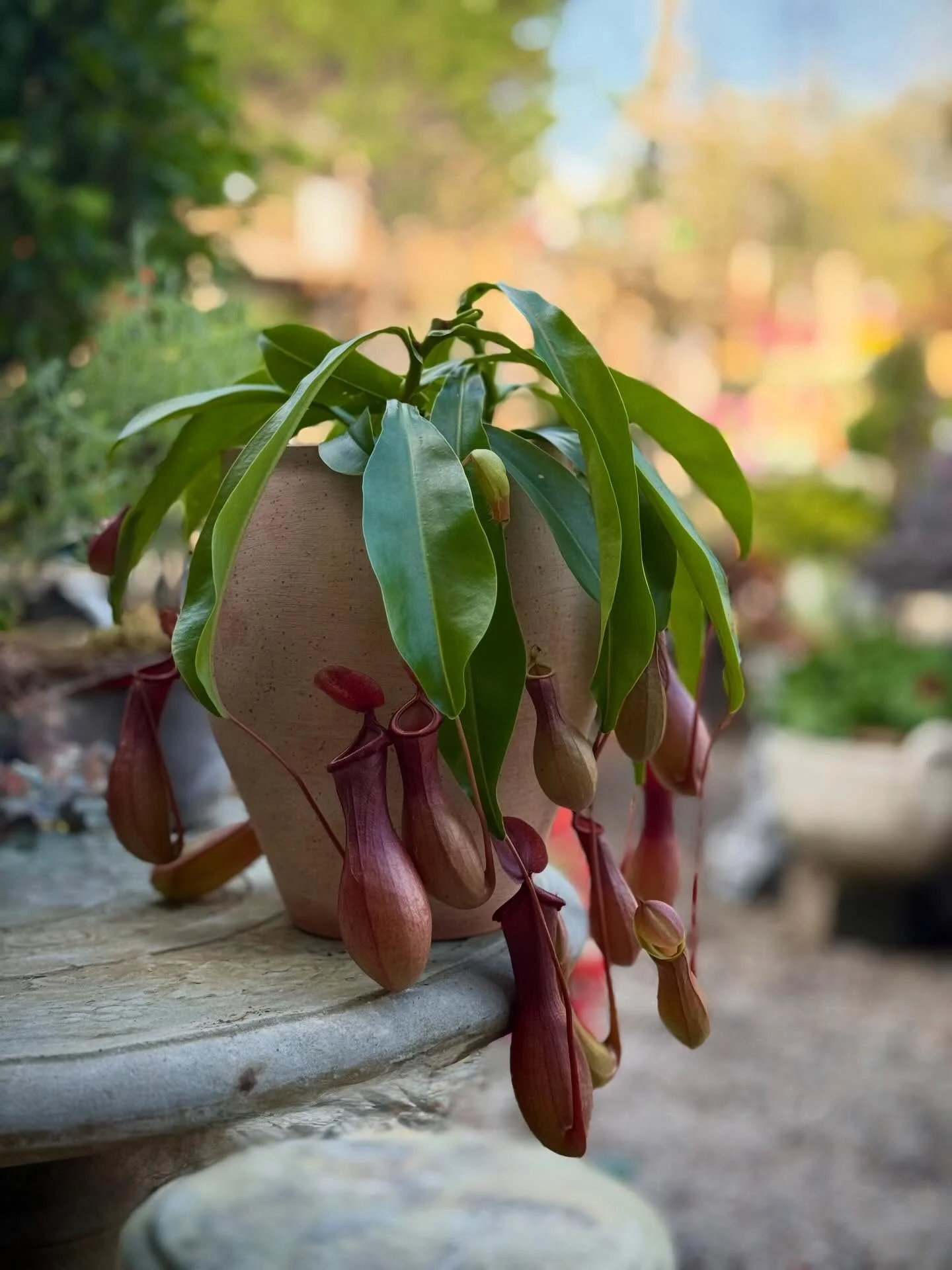 new houseplants, come wander.

#&hearts;️laserragardens
#womanownedbusiness
#comewander
#grabandgoflorals