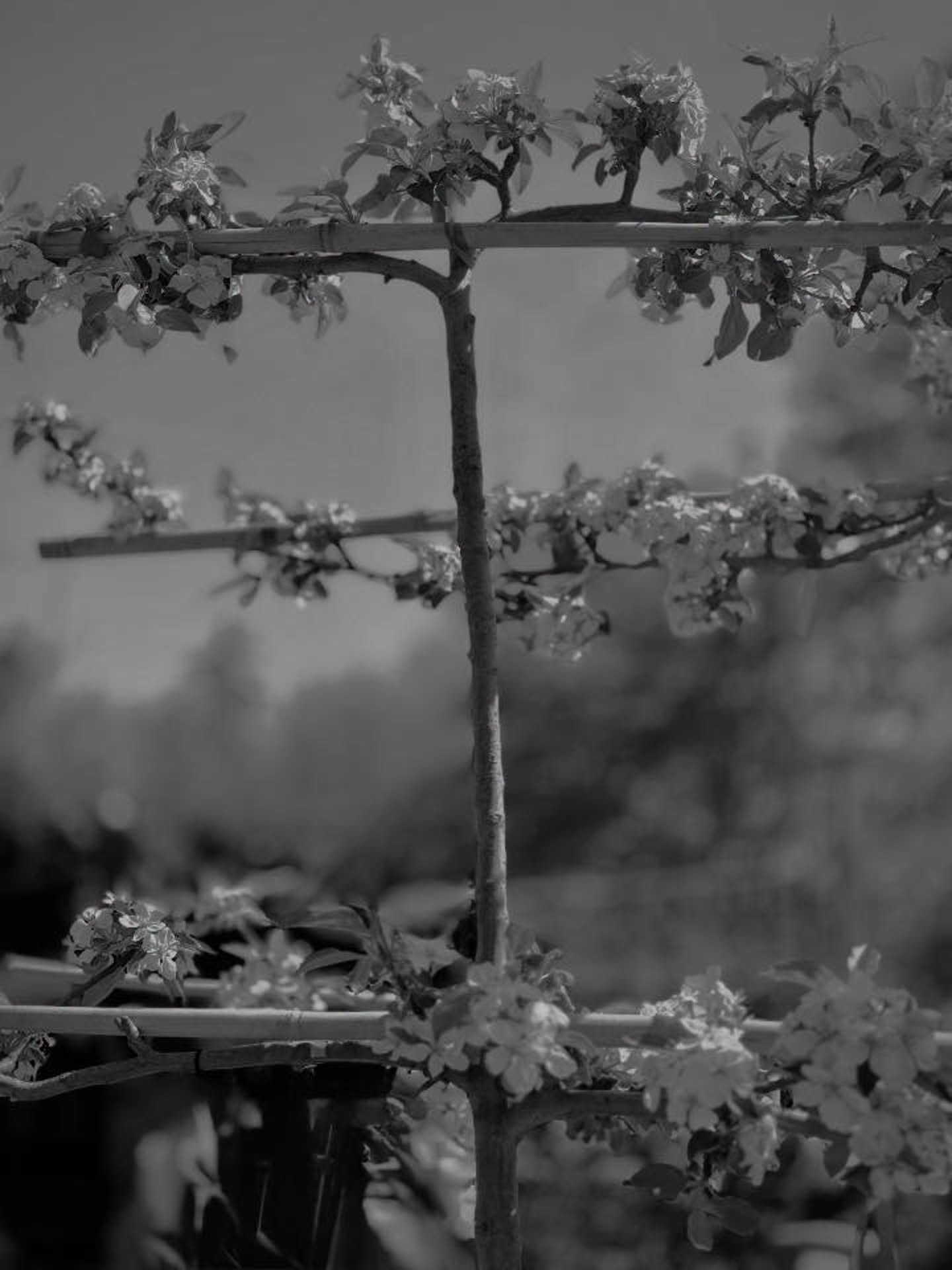 honey crisp apple espalier,
you&rsquo;re too intimidated to try your hand at it, or you&rsquo;re obsessed with it. there isn&rsquo;t much gray area on the subject.❤️i am obsessed!

#&hearts;️laserragardens
#womanownedbusiness
#comewander
#grabandgofl