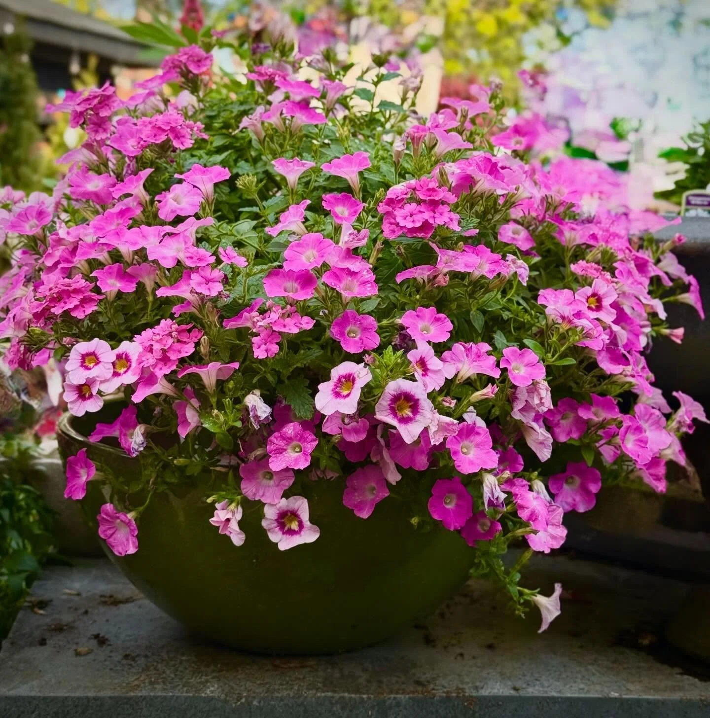 gardening is a partnership with nature.

#&hearts;️laserragardens
#womanownedbusiness
#comewander
#grabandgoflorals