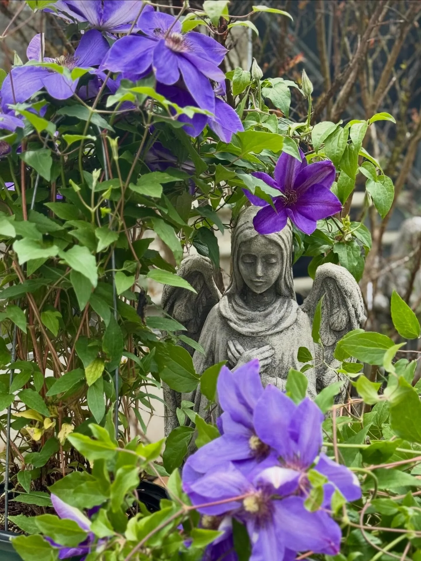 the older I get the more beautiful life becomes.

#&hearts;️laserragardens
#womanownedbusiness
#comewander
#njgardencenter