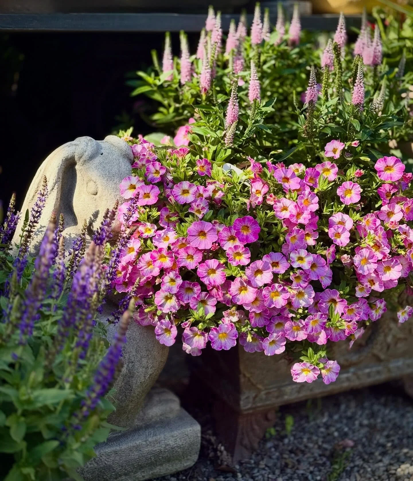 the summer wind came blowin&rsquo; in
from across the sea&hearts;️

#&hearts;️laserragardens
#womanownedbusiness
#comewander
#njgardencenter
#laserraafterdark