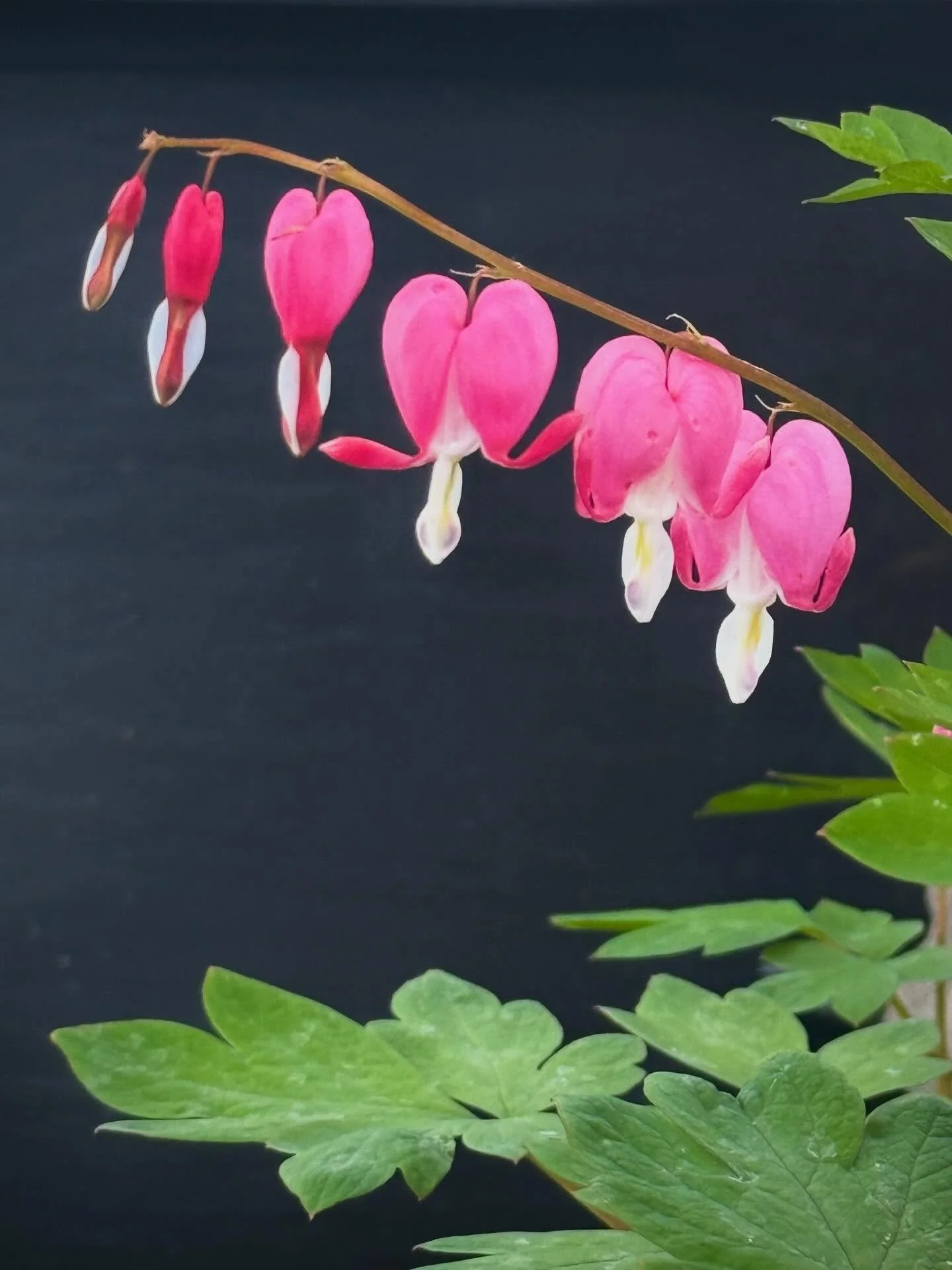 june brings so many beautiful flowers&hearts;️

#&hearts;️laserragardens
#womanownedbusiness
#comewander
#njgardencenter
#laserraafterdark