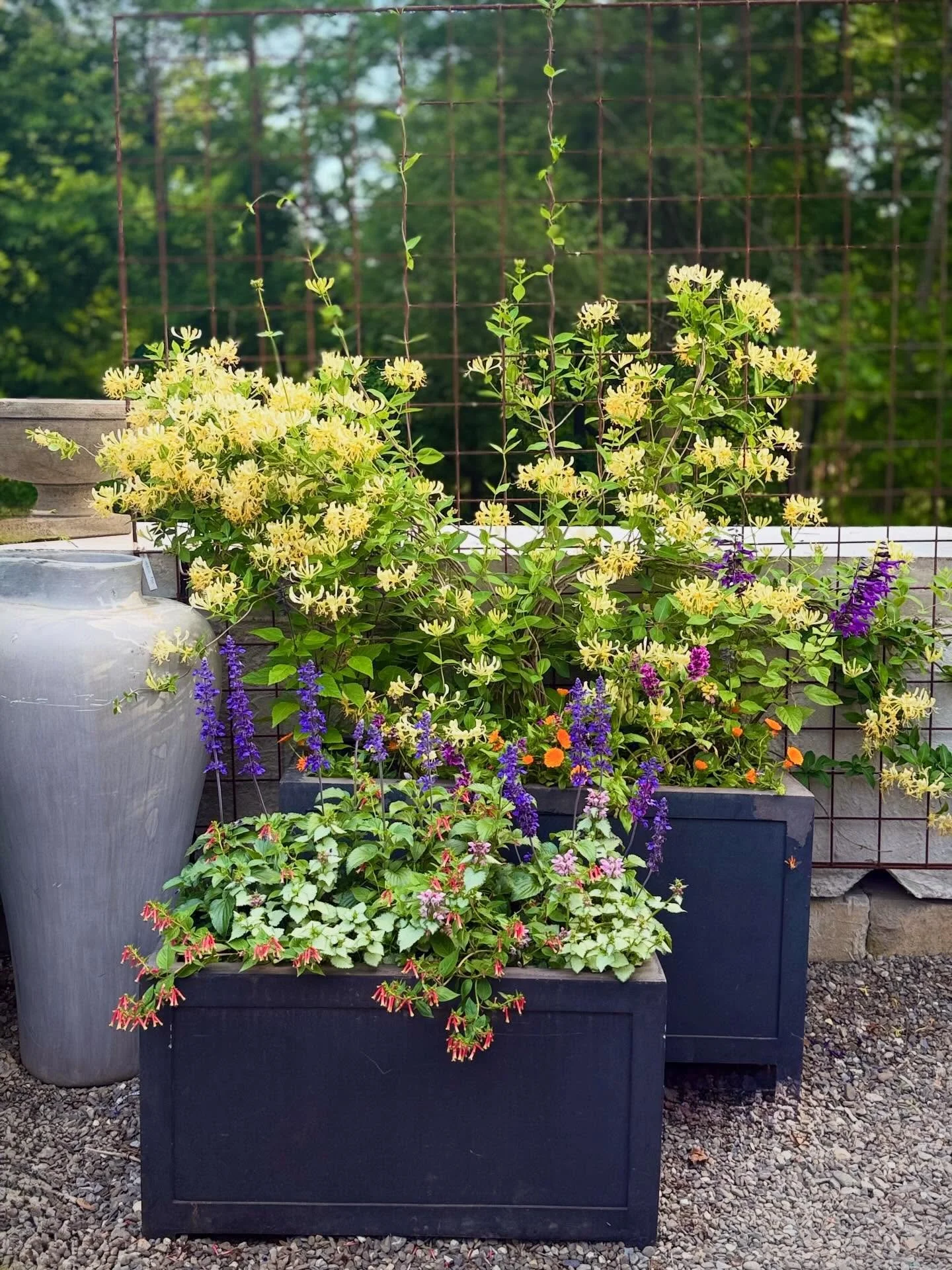 boho charm, lush botanicals, and the magic of june. come wander&hearts;️

#&hearts;️laserragardens
#womanownedbusiness
#comewander
#njgardencenter
#laserraafterdark