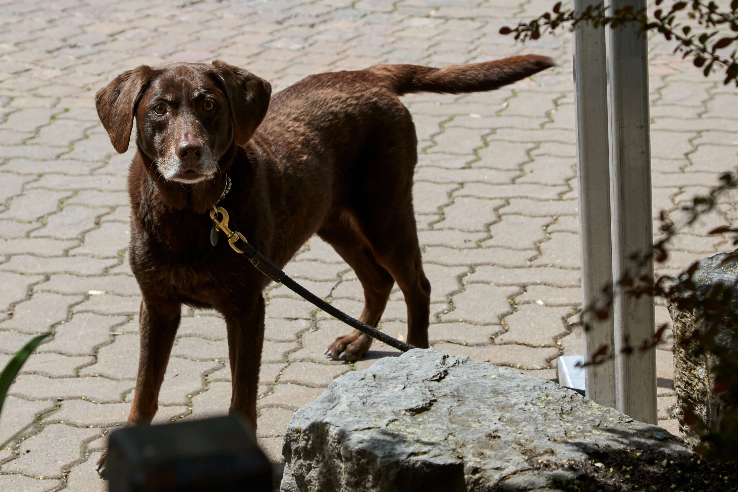 052316_whistler-DAD_1140.jpg