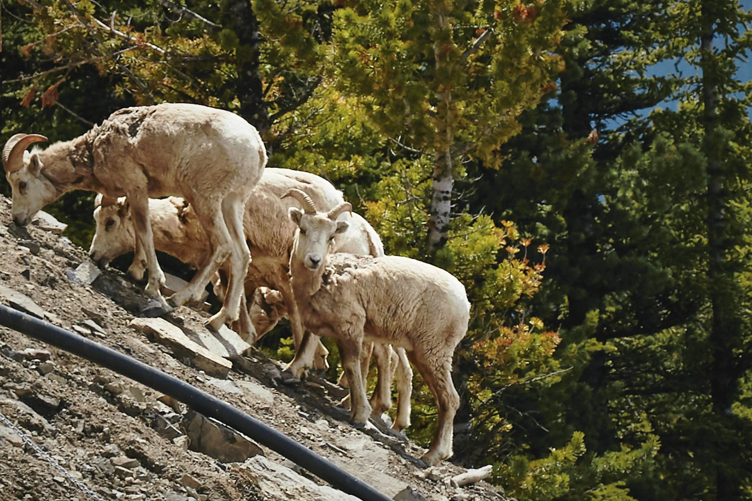 060017_banff_947.jpg