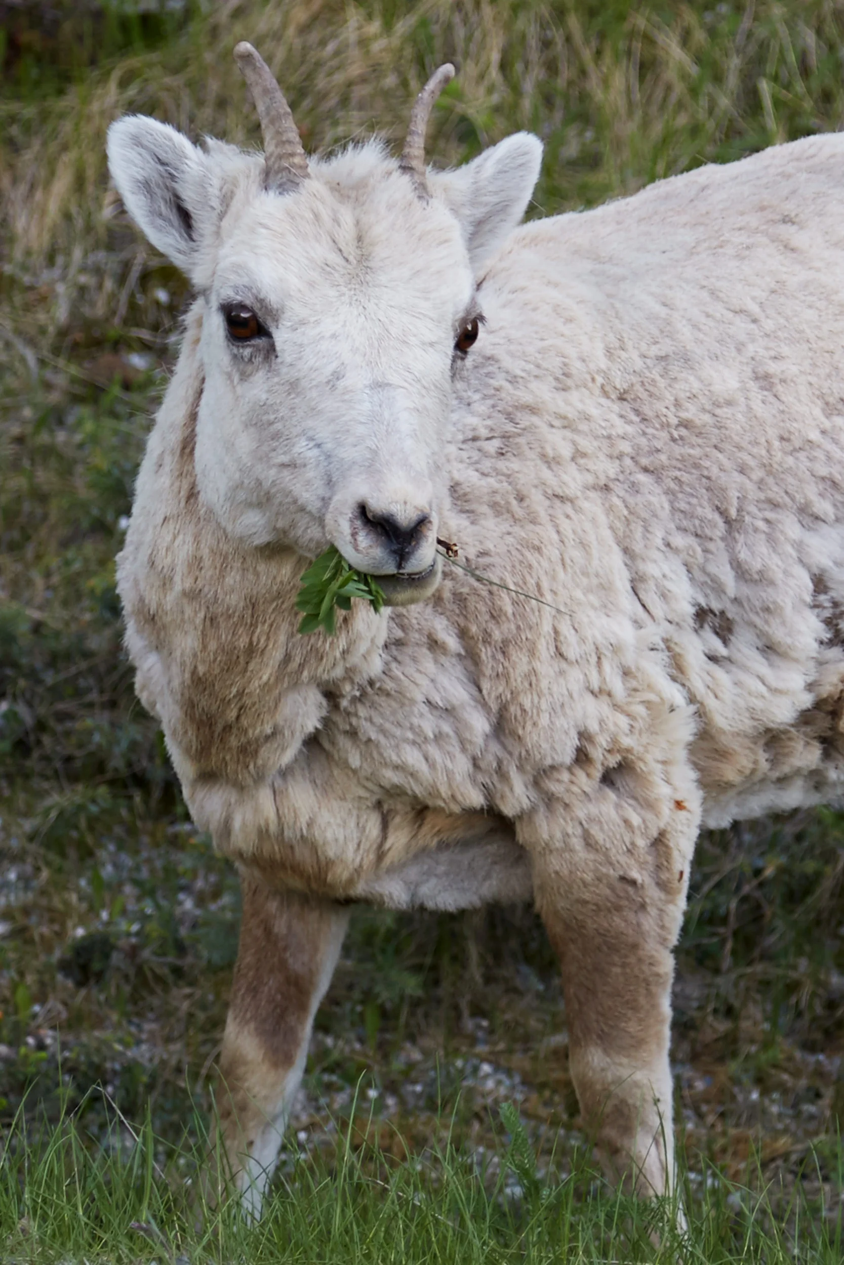 060017_banff_1193.jpg