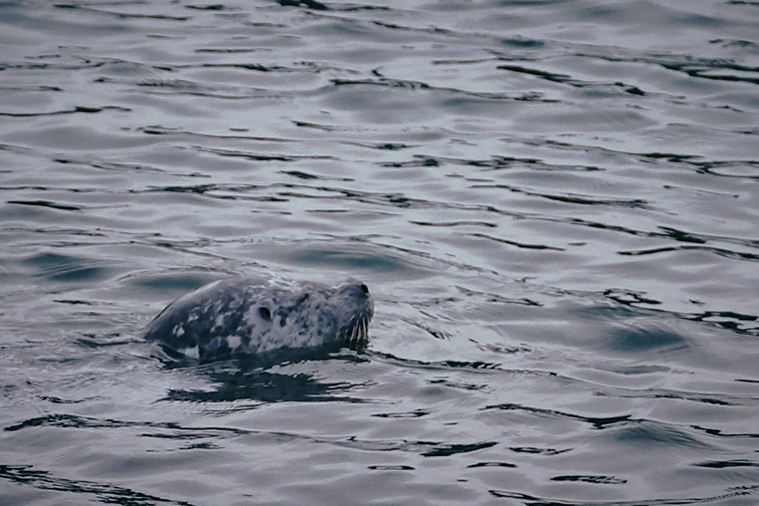 101417_sooke_172.jpg