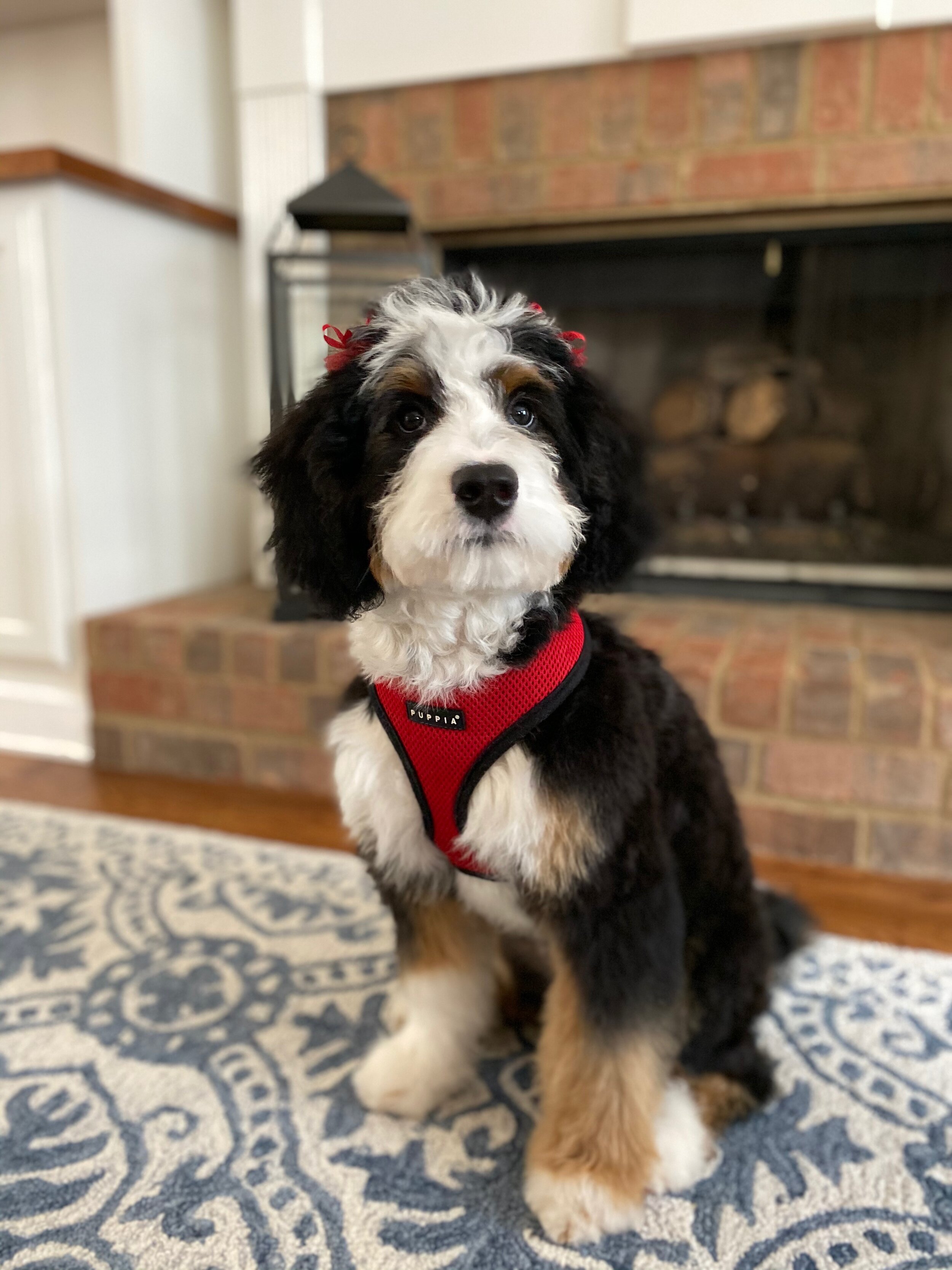 Goldendoodles Sheepadoodles Bernedoodles