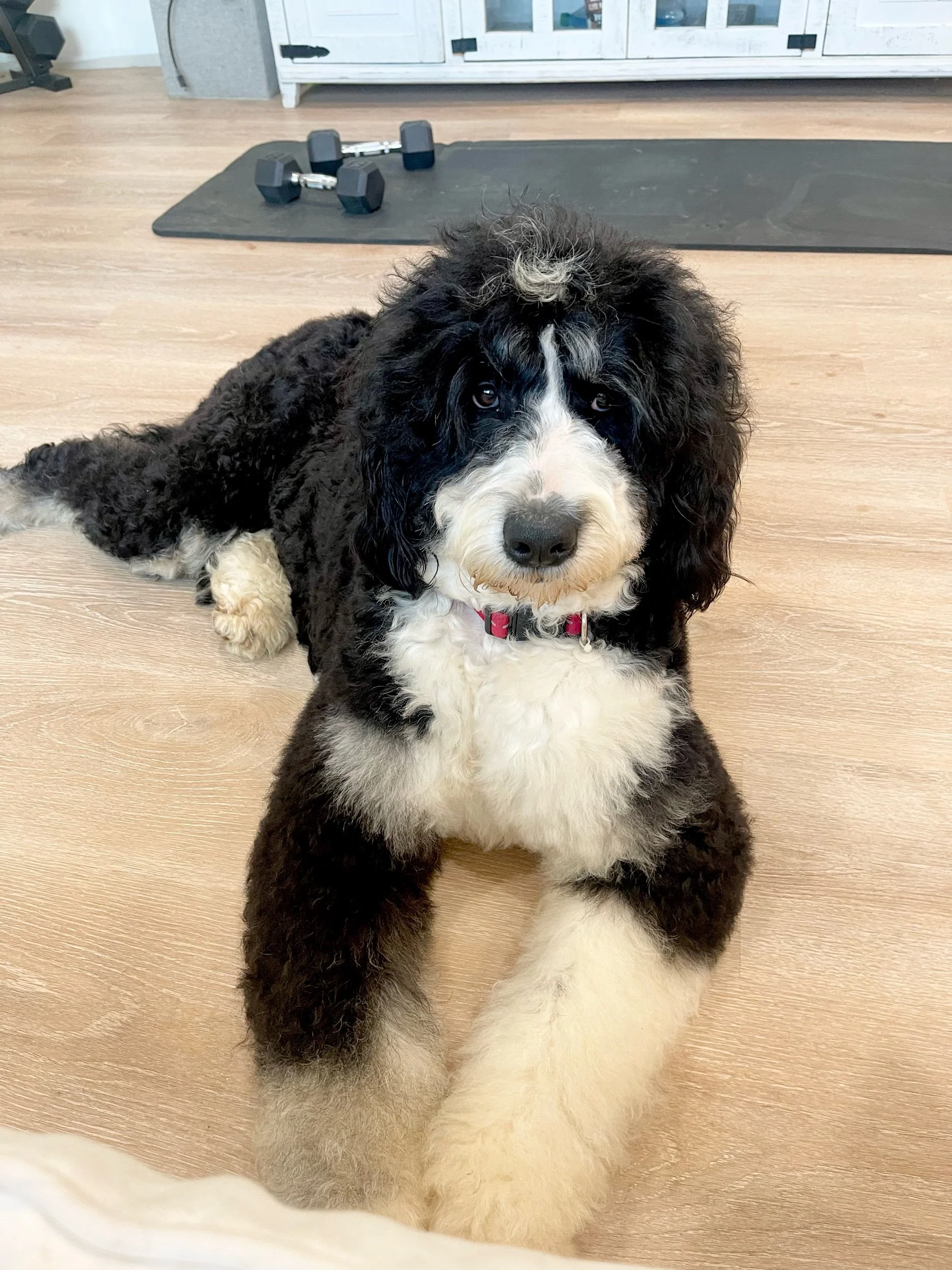 Available Sheepadoodles & Bernedoodles