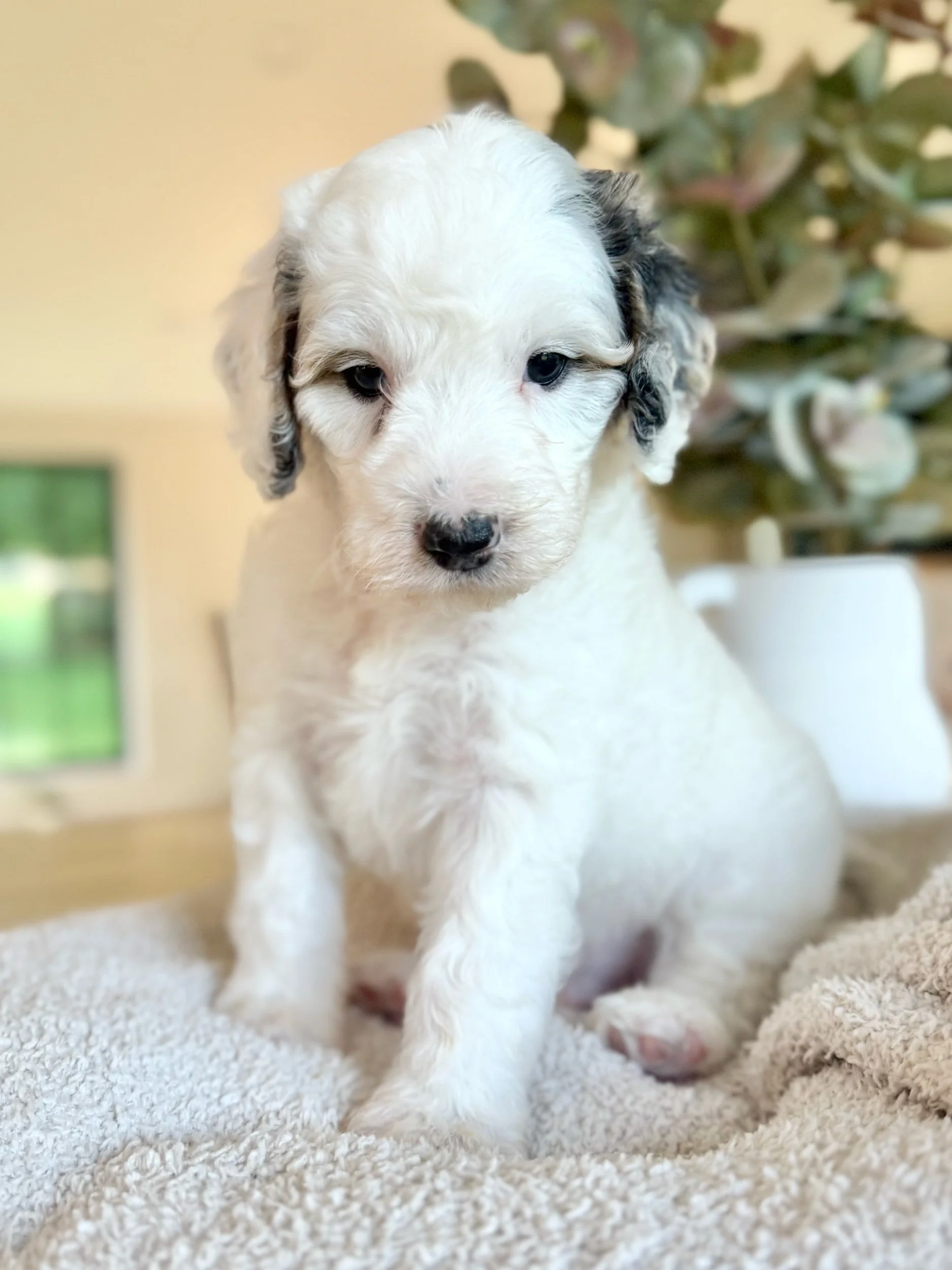 Bisbee - Male - Available