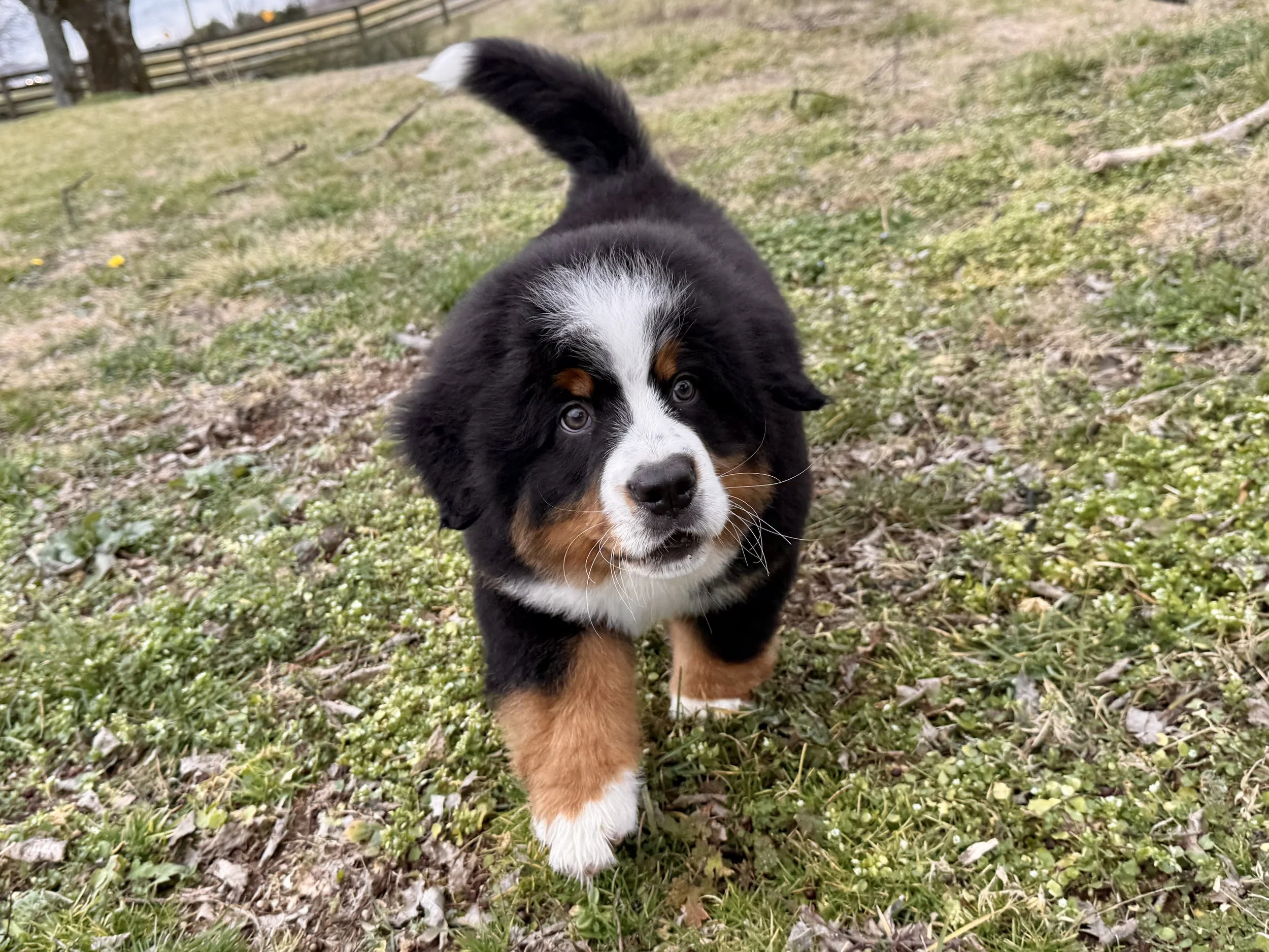 Kratos as a puppy!