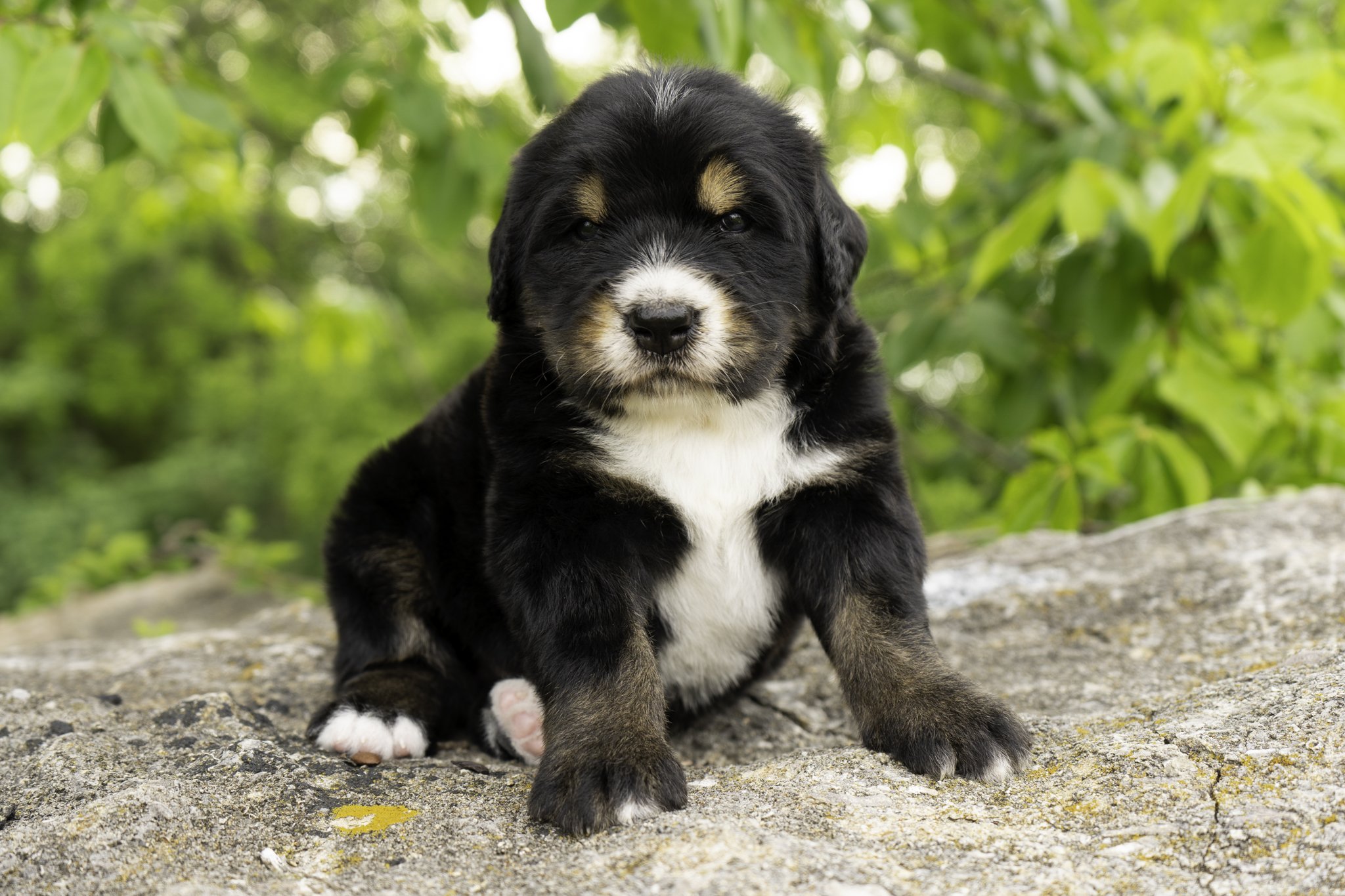 Nico - Male (Reserved by Scott V.)