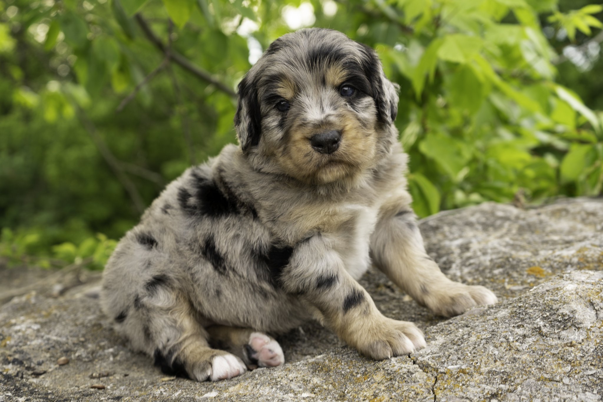 Leif - Male - (Available)