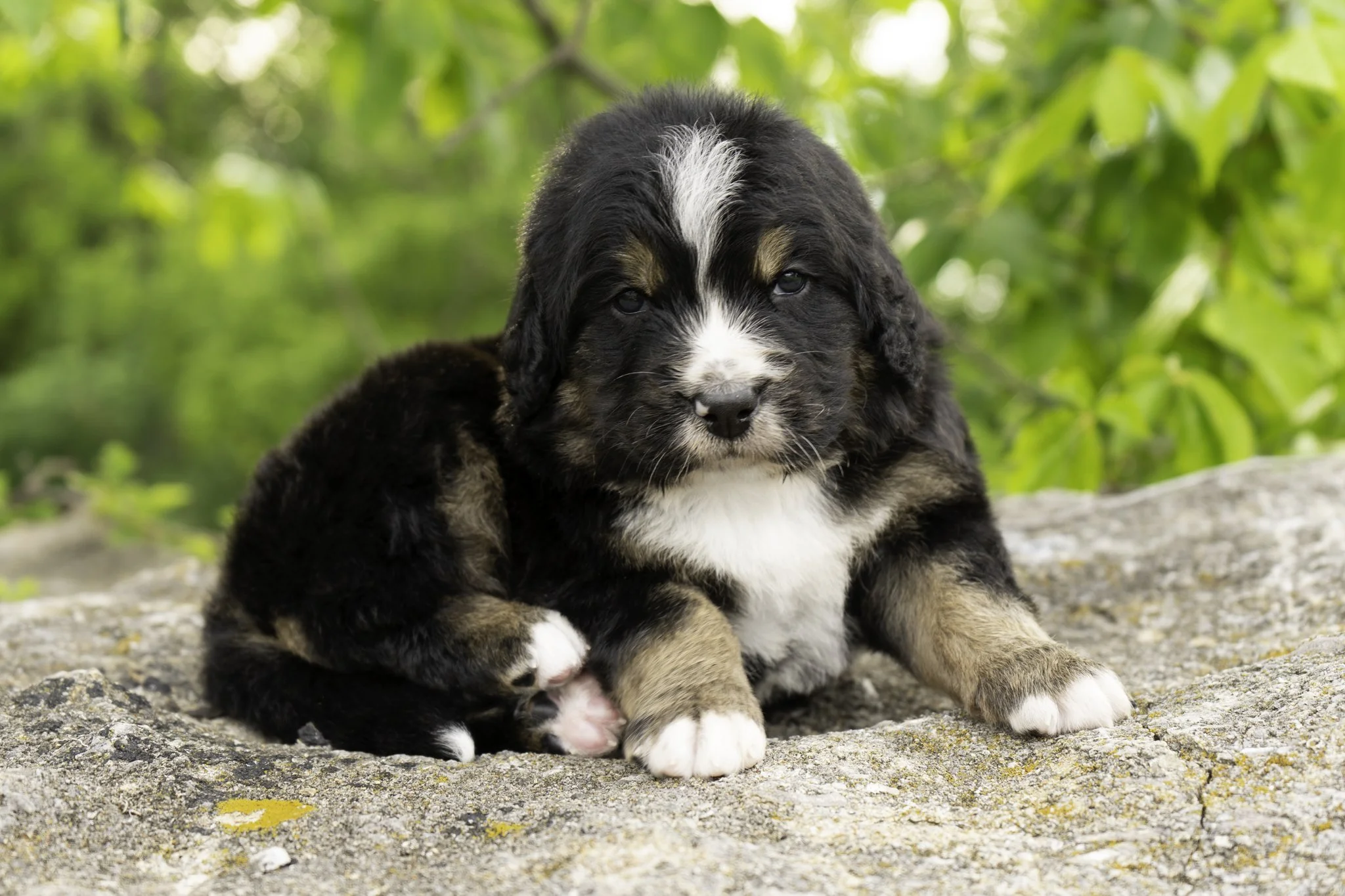 Soren - Male (RESERVED by Kyle W.)