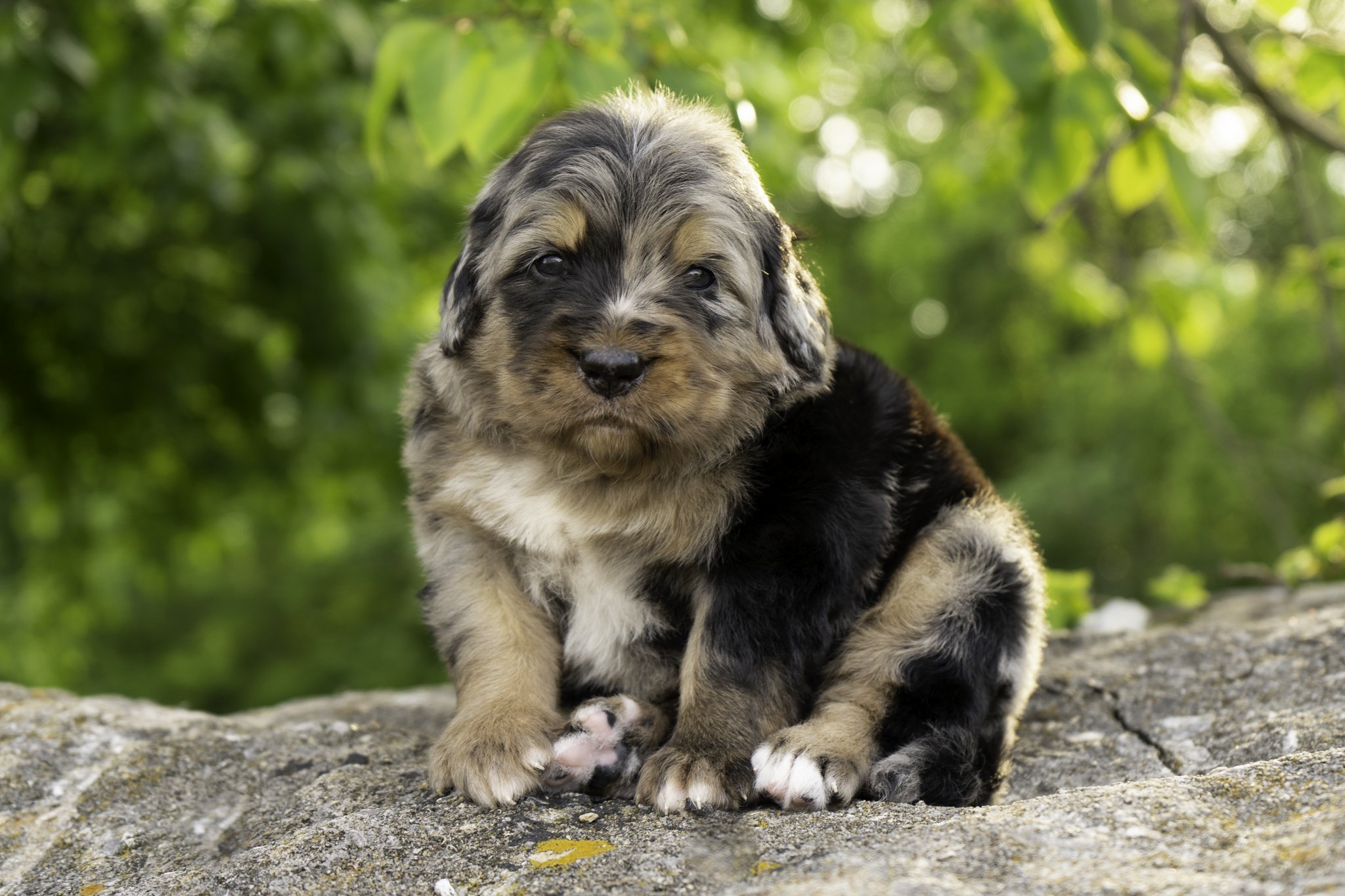 Alaric - Male - (RESERVED by Summer W.)