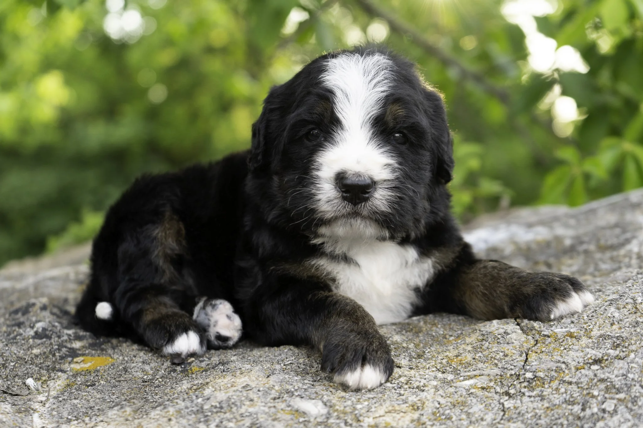 Klaus - Male - (Available)