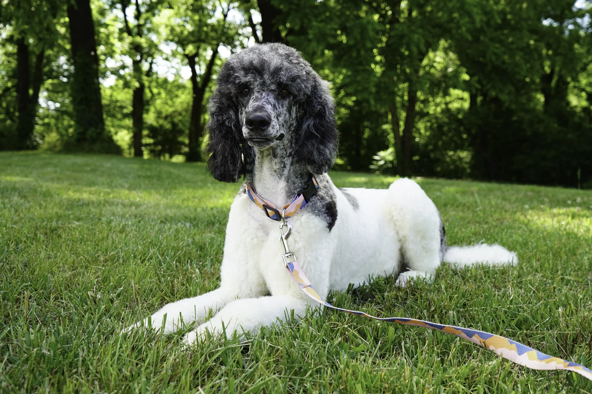 Maggie - Dam (Standard Poodle)