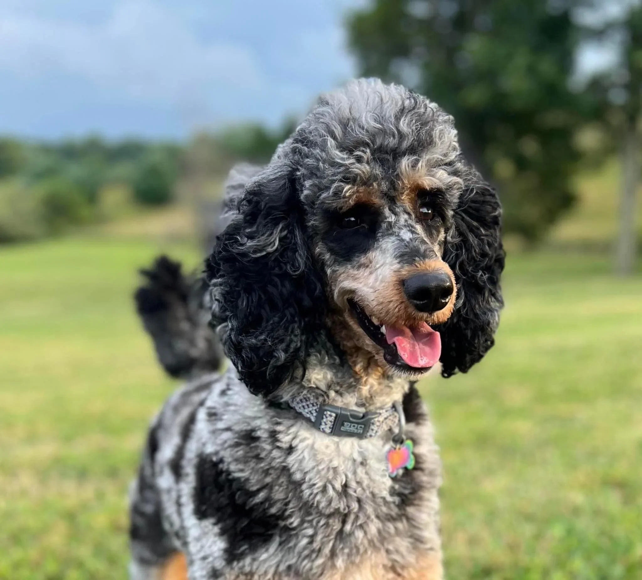 Valkyrie - Sire - Moyan Poodle