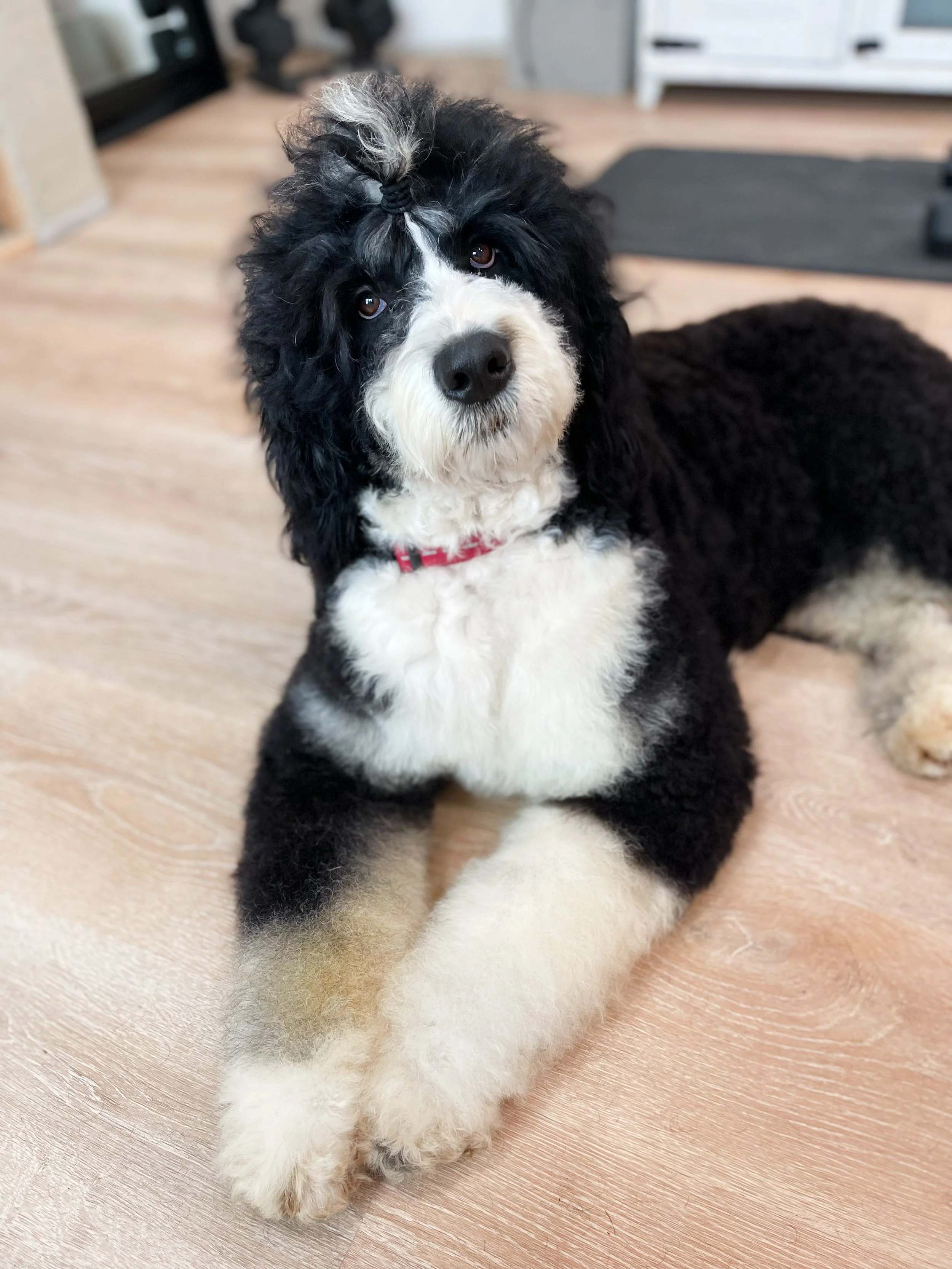Stevie - Dam - F1 Standard Bernedoodle