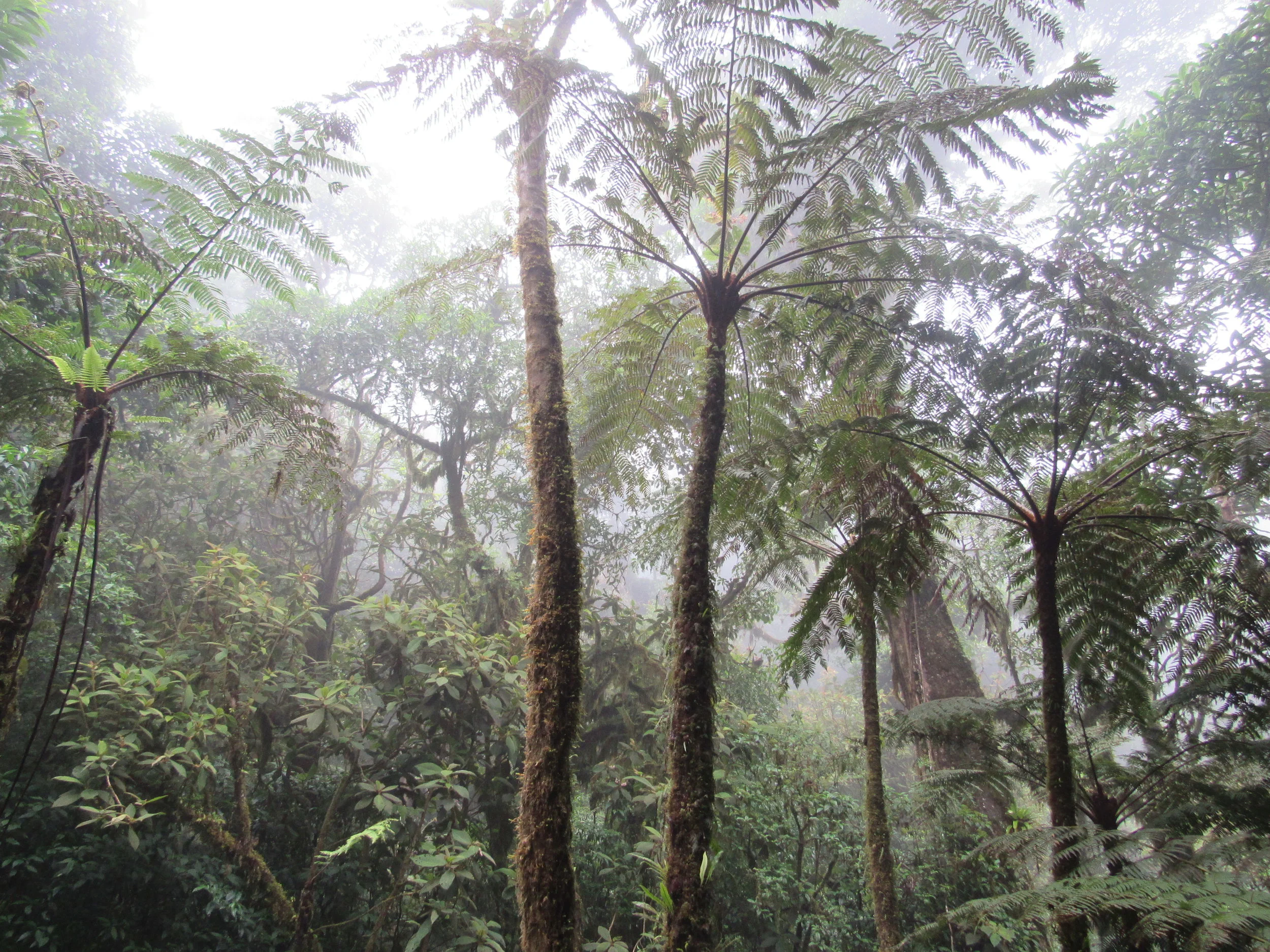 SPECIAL TRIP PART II. Extended 9 day Trip in the Heart of Central America ***Canceled for COVID19***