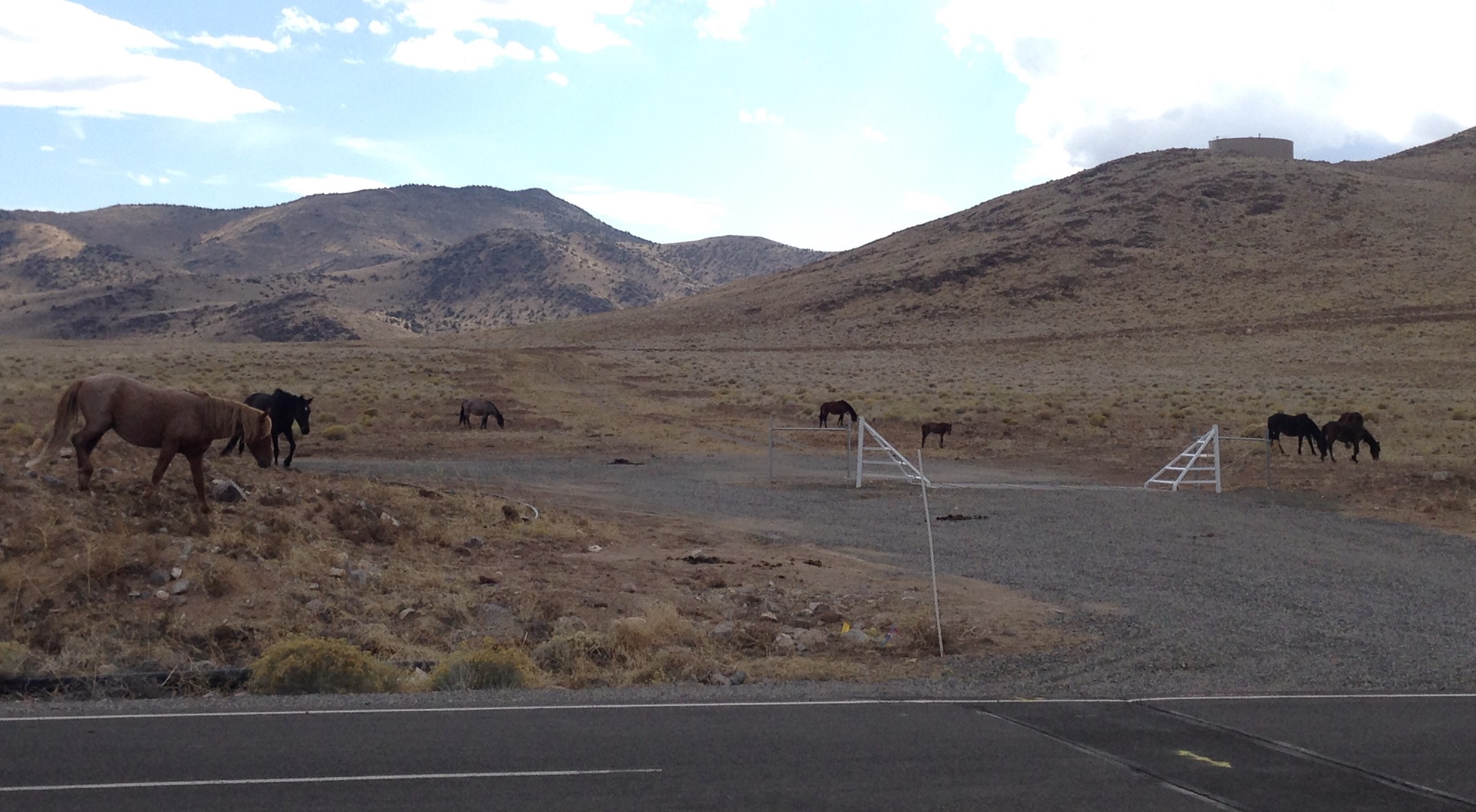 WILD HORSES INSPECTING THE USA PARKWAY