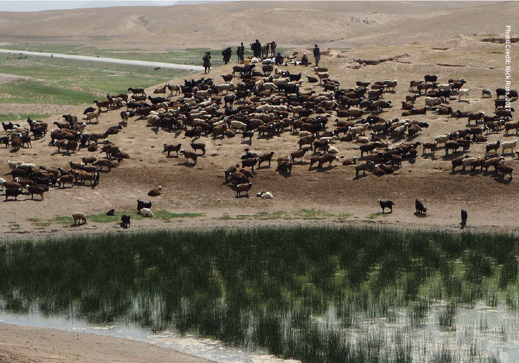 ADSP: Durable Solutions Analysis in Herat 