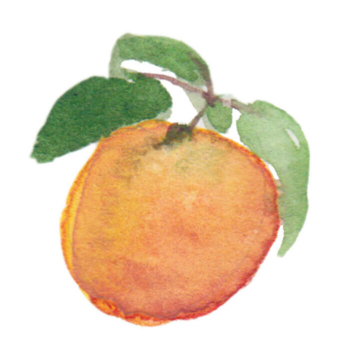 apricot_whole.jpg