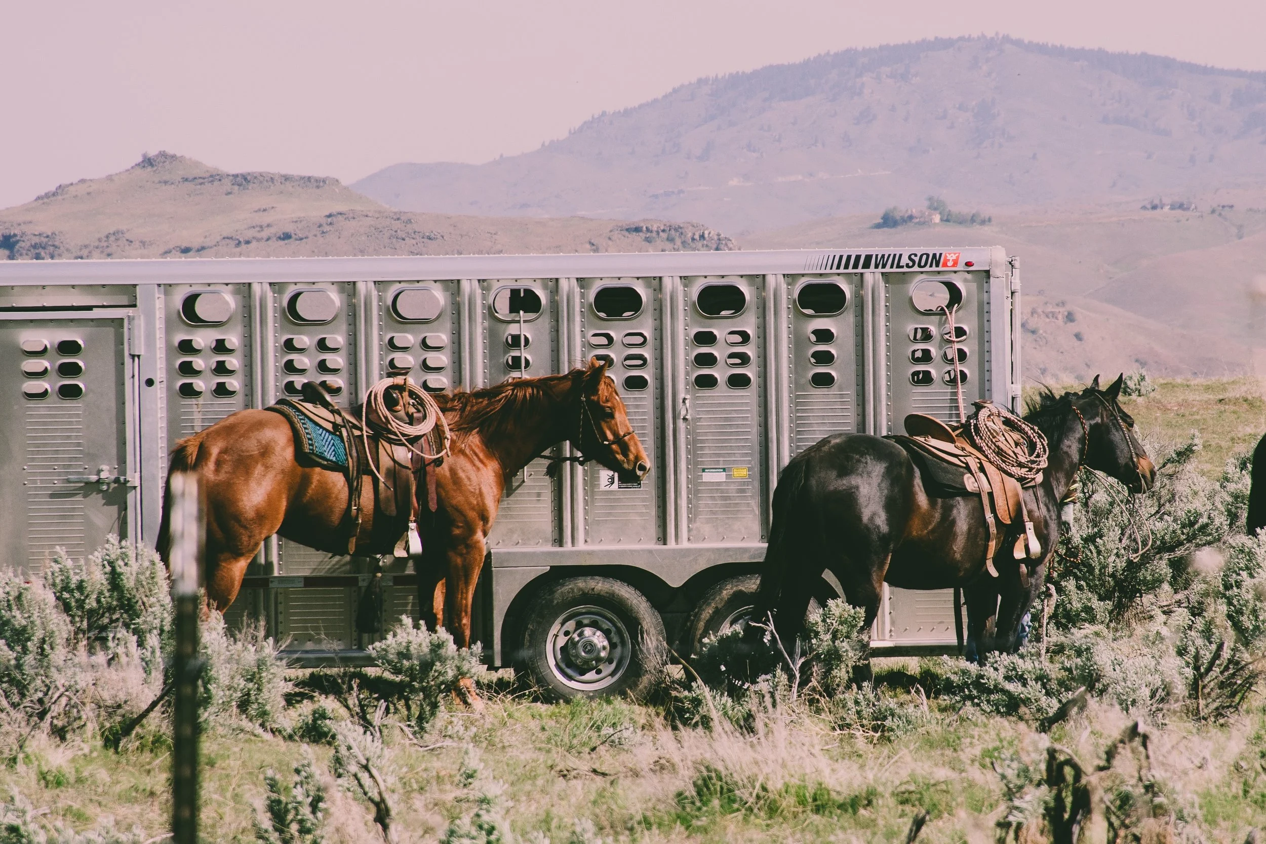 animal-animals-cattle-1069722.jpg
