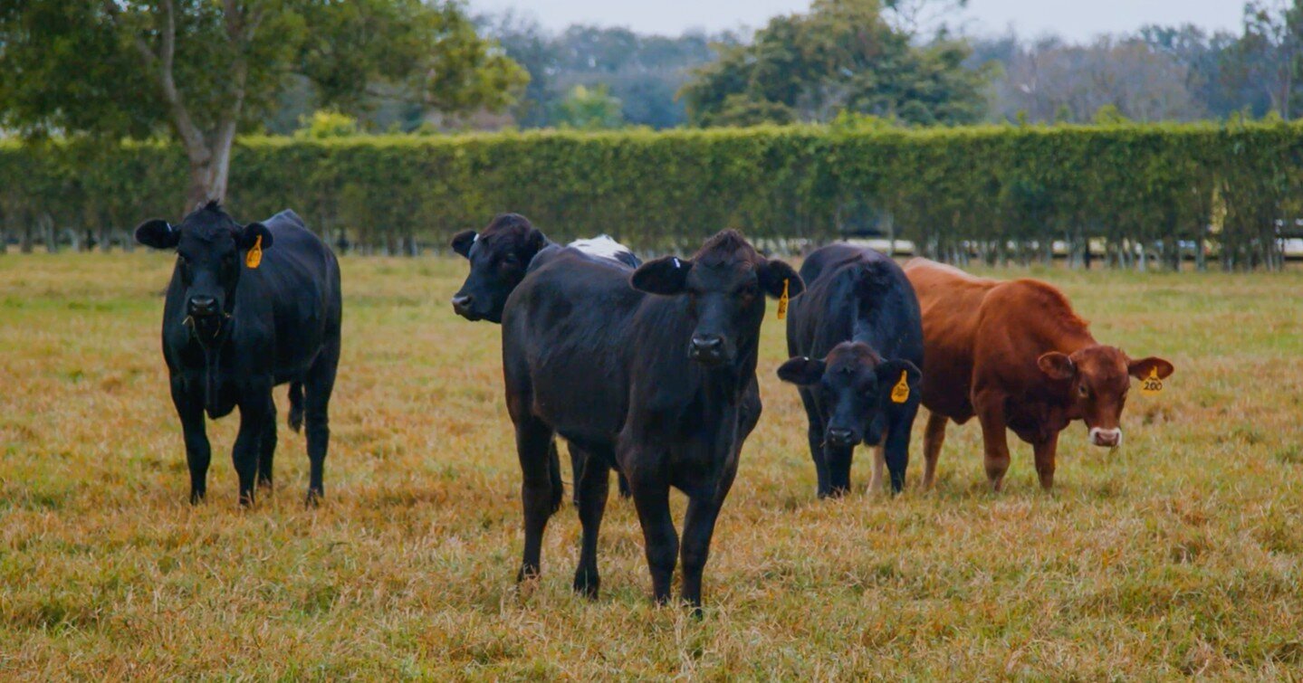 We can help you set up your replacement heifers for success. Let us put together a nutrition plan that works best for your ranch! #mylocalpurinadealer #feedgreatness