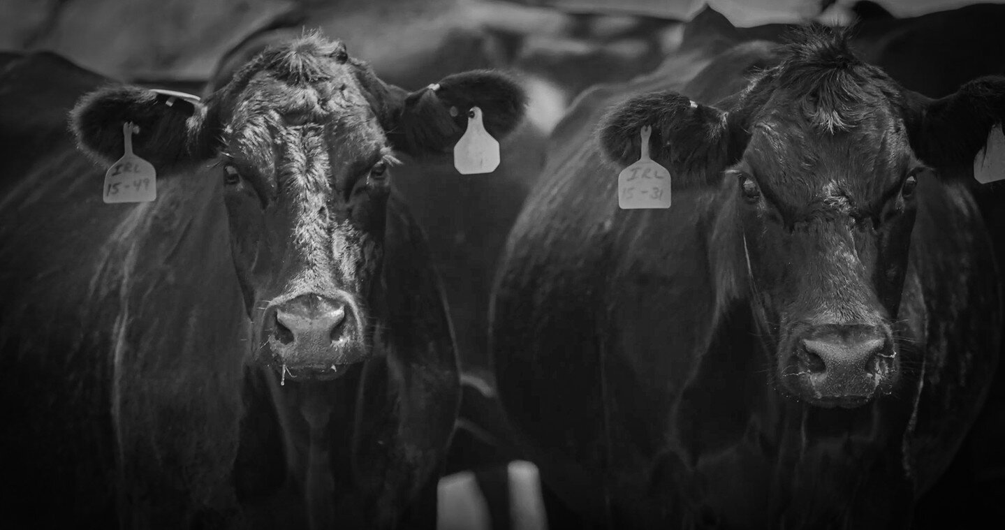 High-quality cattle mineral influences high-quality performance. Is your current mineral plan working for your herd? Come by and see us to learn more! #mylocalpurinadealer #feedgreatness