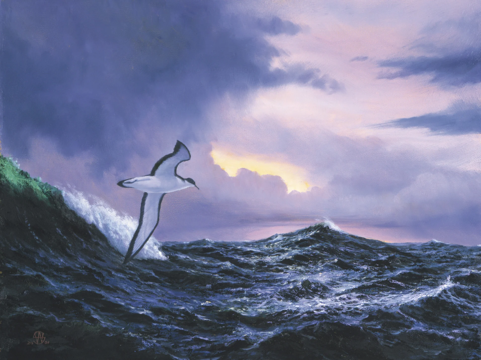 Manx-Shearwater.jpg