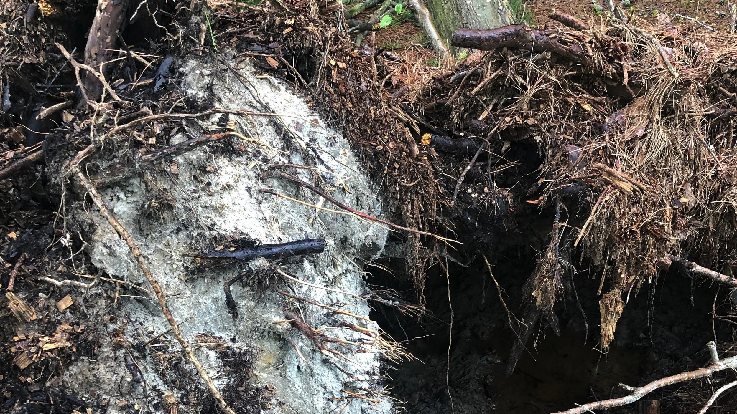 Uprooted Pine