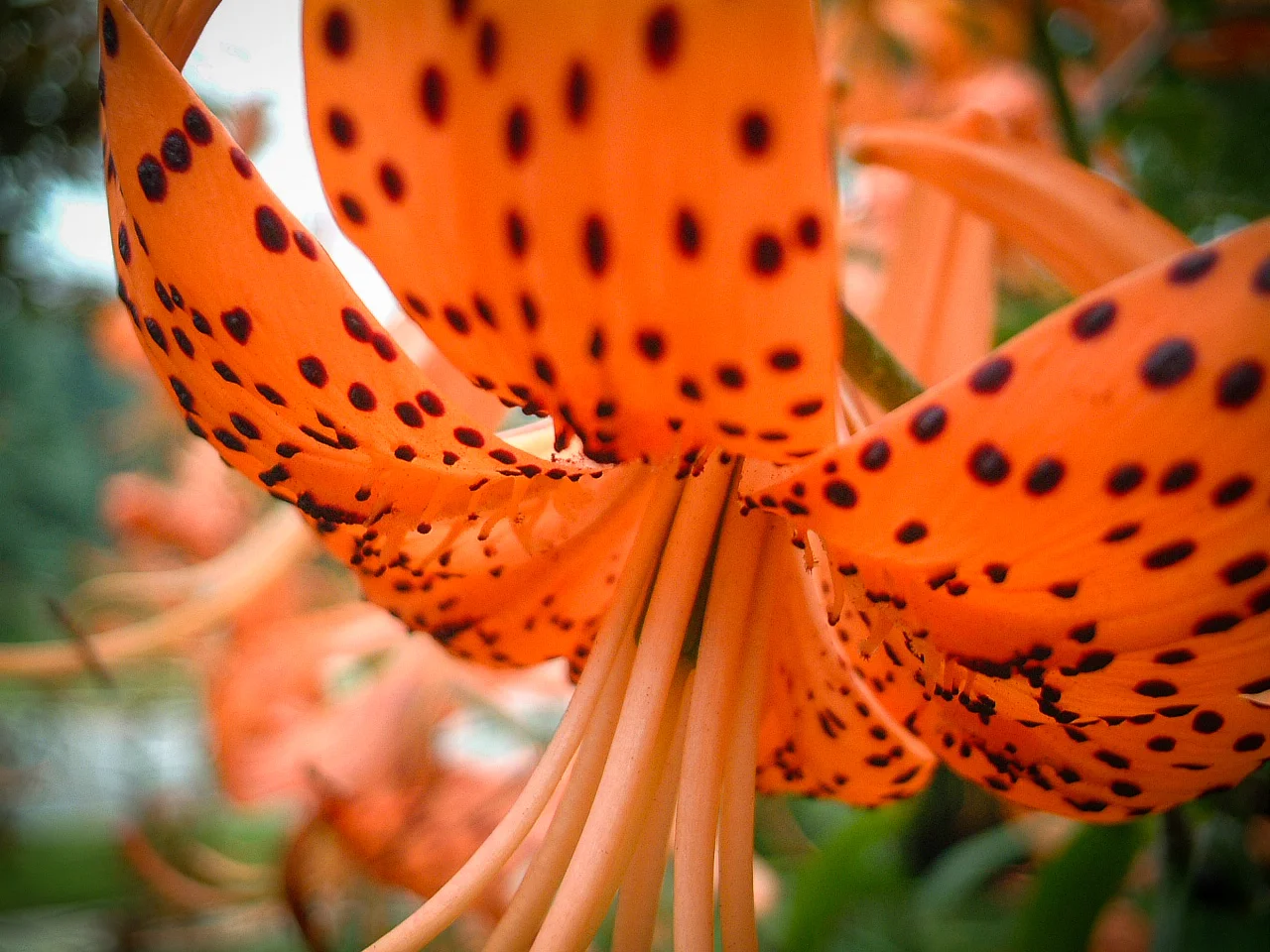 Hibiscuss Flower.jpg