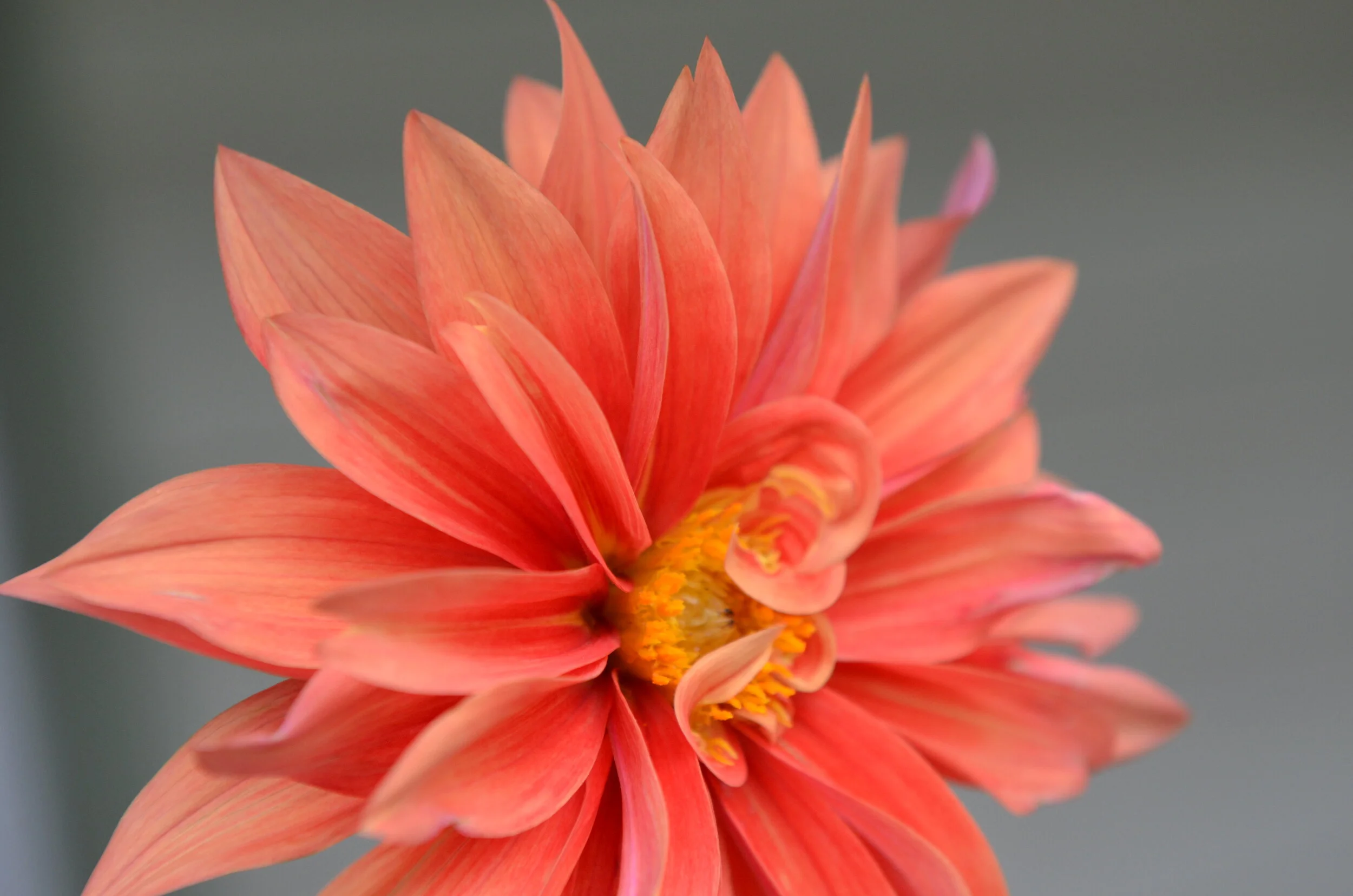 SW_Jill Thornton.JPG