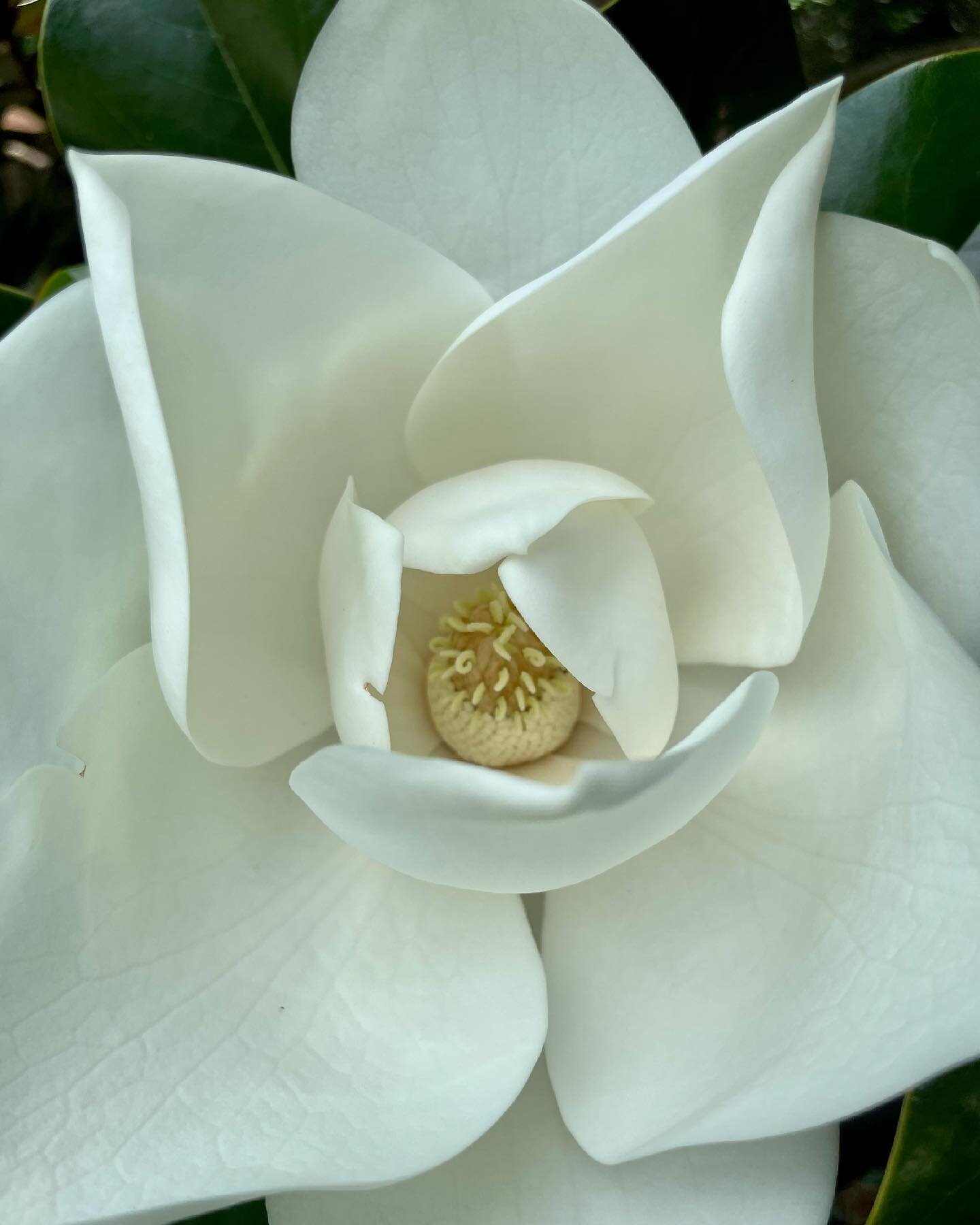 .
Magnolia Bloom.
.
Pure sweetness.
.
#magnoliabloom #flowersofinstagram #seebeauty