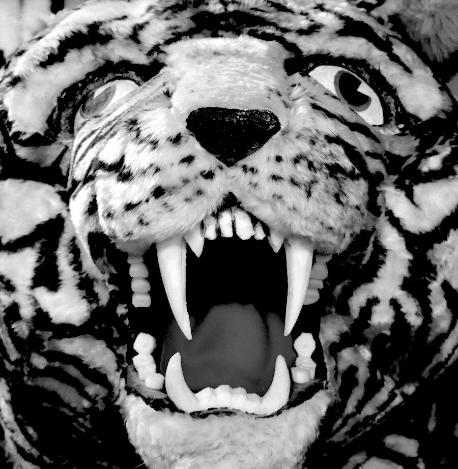 Introducing....Tiger Showcases