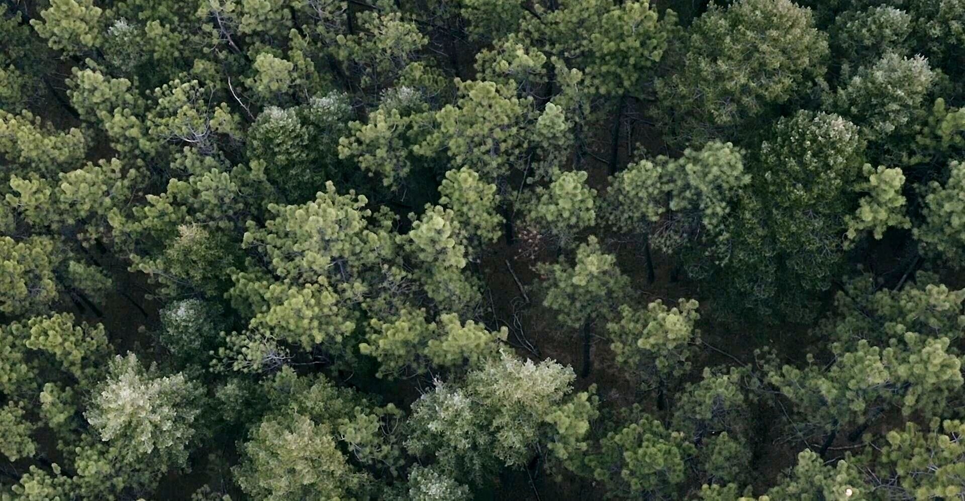  Ariel shot of trees. Ohh ahh, how cinematic! 