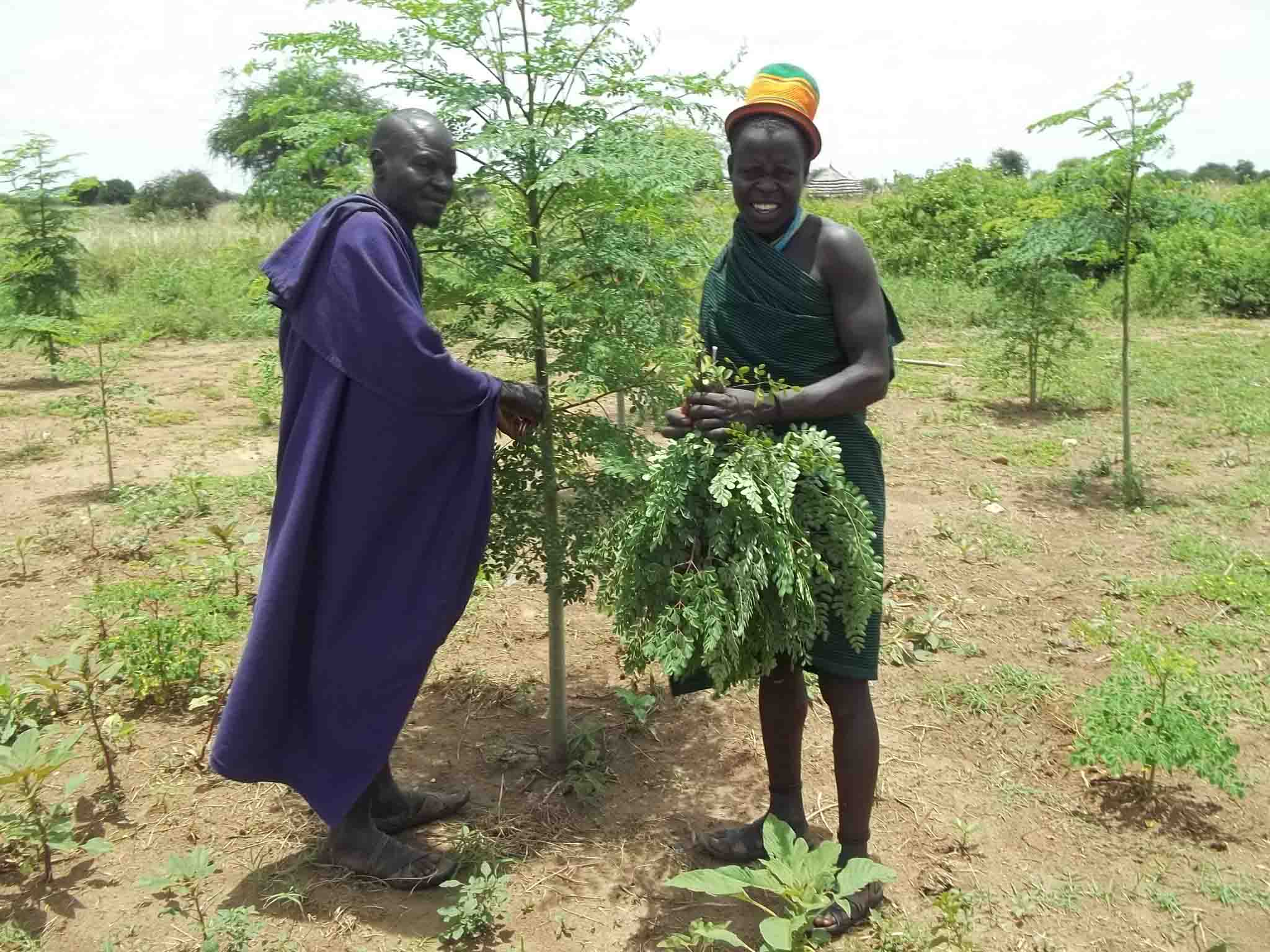 Moringa Leaves