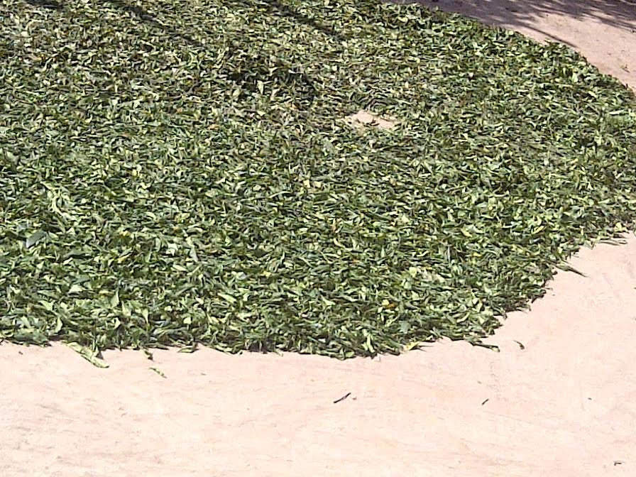 Drying Neem which has many uses including organic pesticide