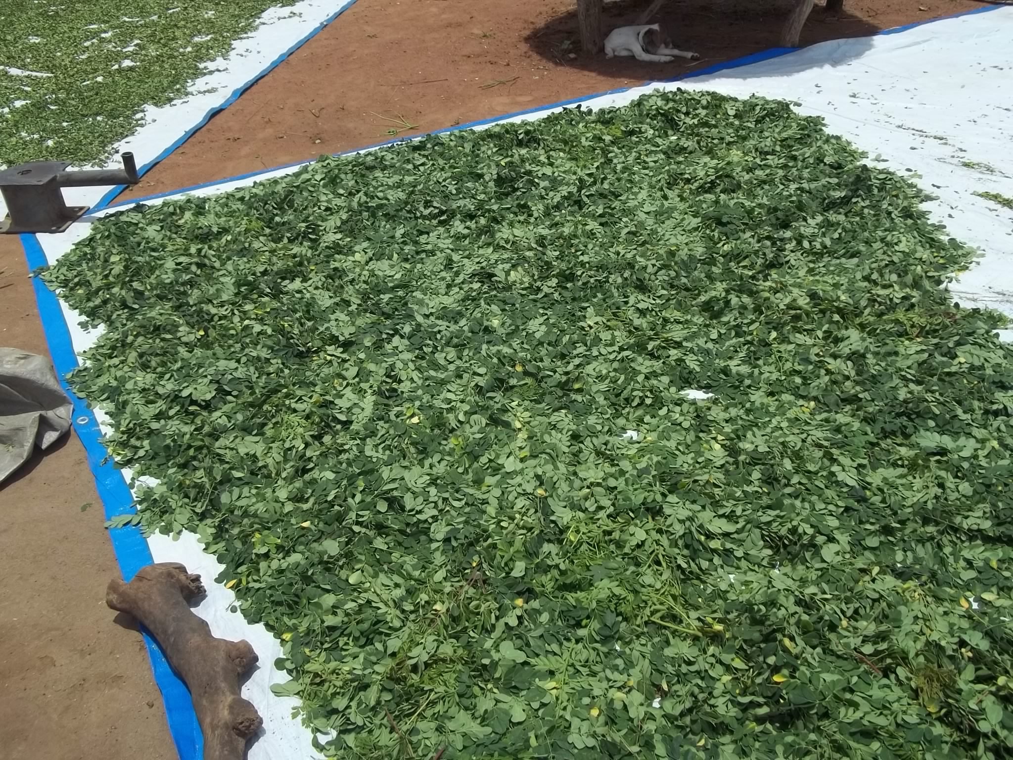 Drying Moringa Leaves