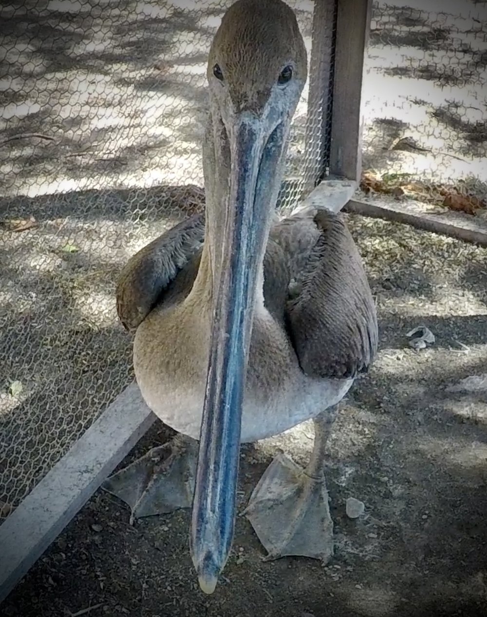 KLM-Pelican-Recovered.jpg