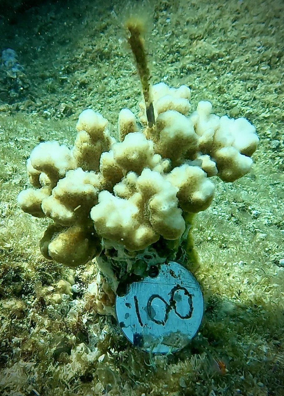 Reef-Restoration-Coral.jpeg