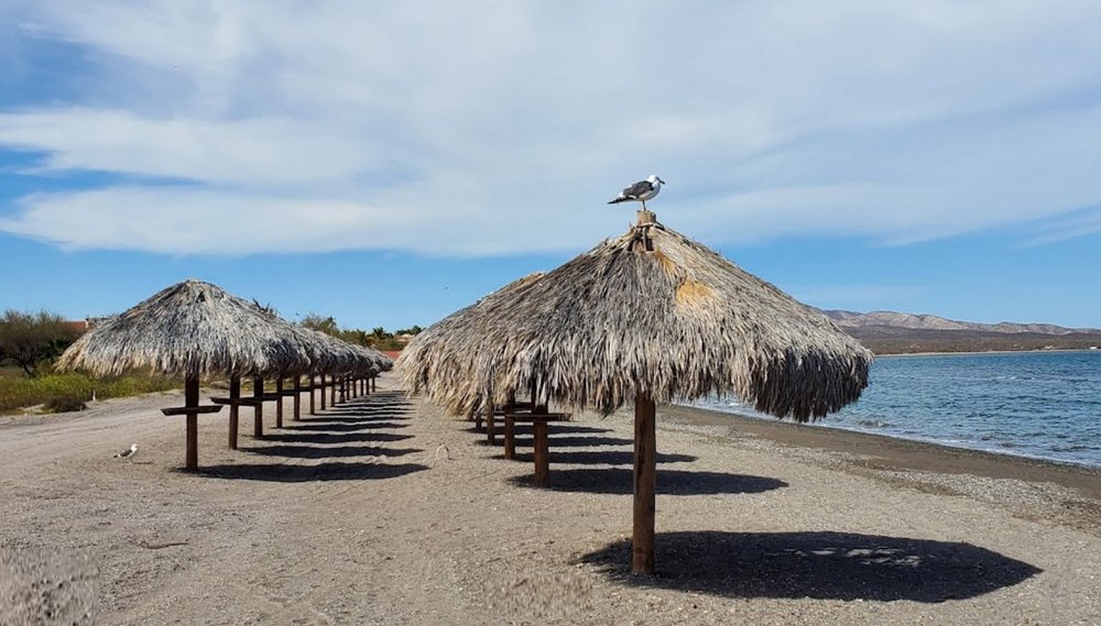 Playa La Negrita Palapas.jpg