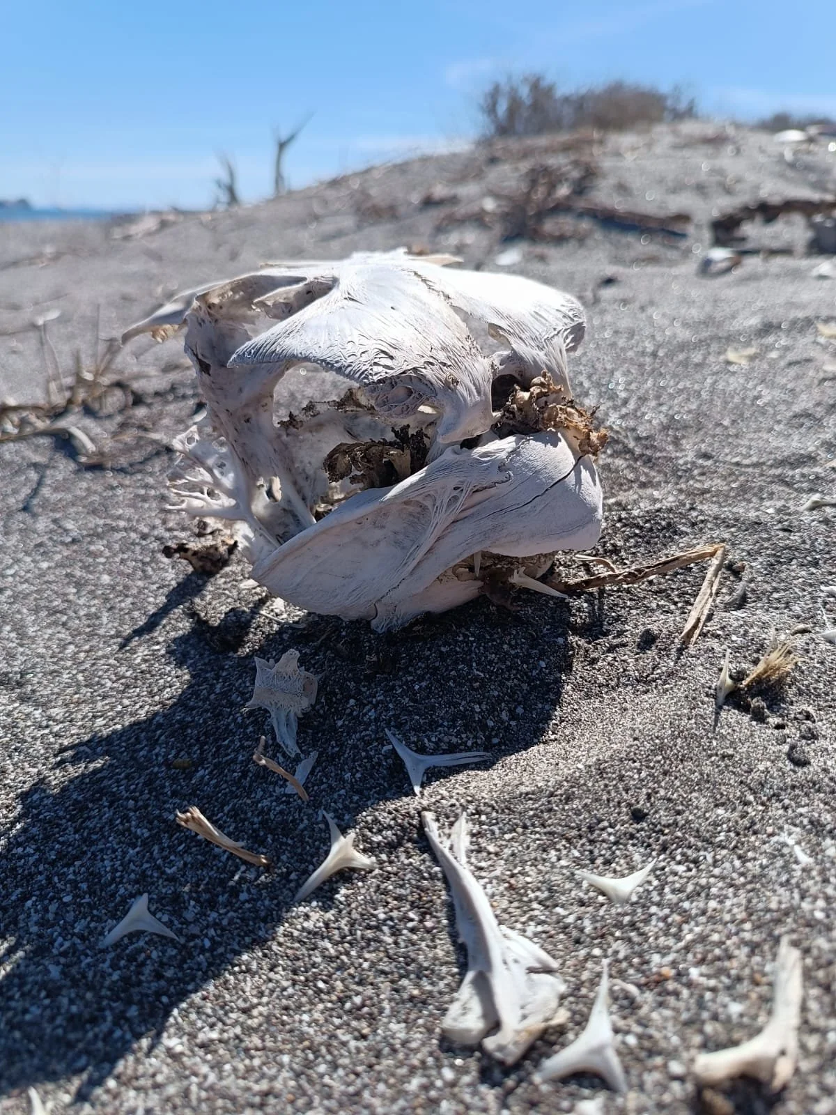 WhatsApp Image 2025-09-24 at 3.25.04 PM (4).jpeg