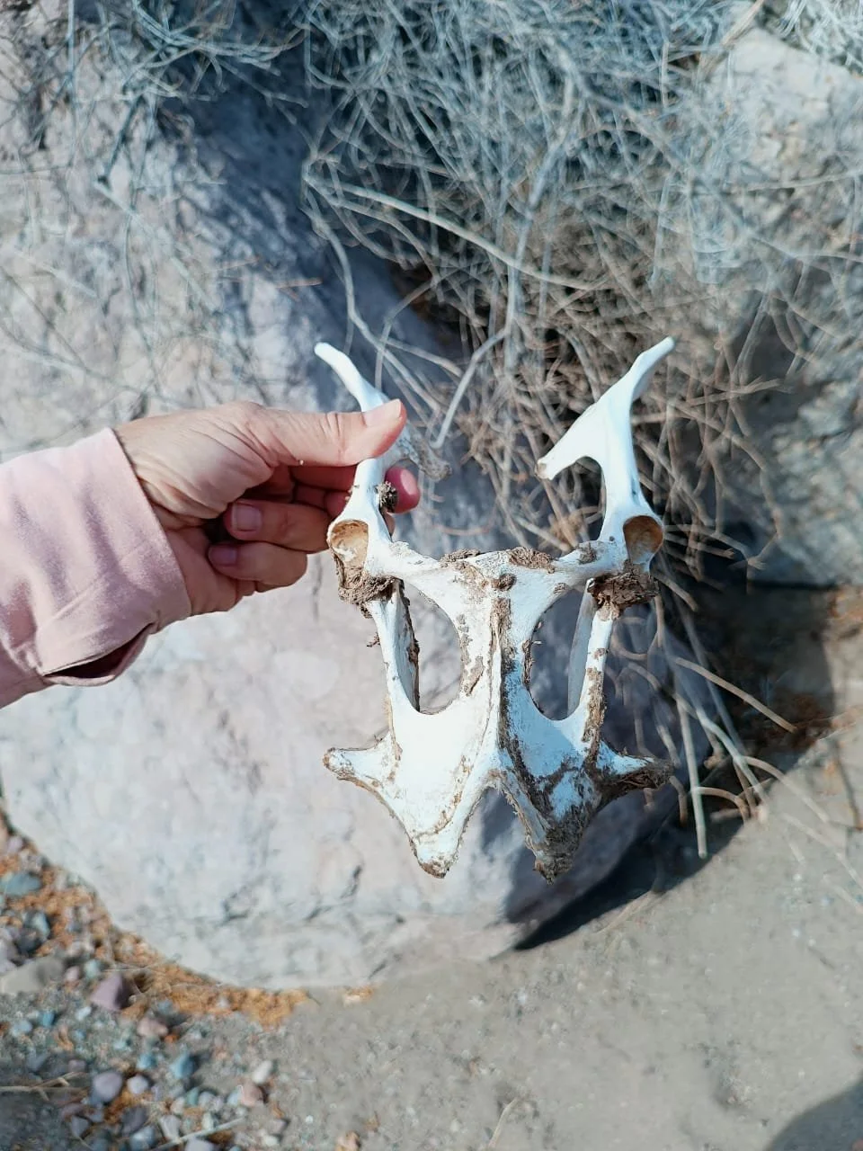 WhatsApp Image 2025-09-24 at 3.25.04 PM (2).jpeg