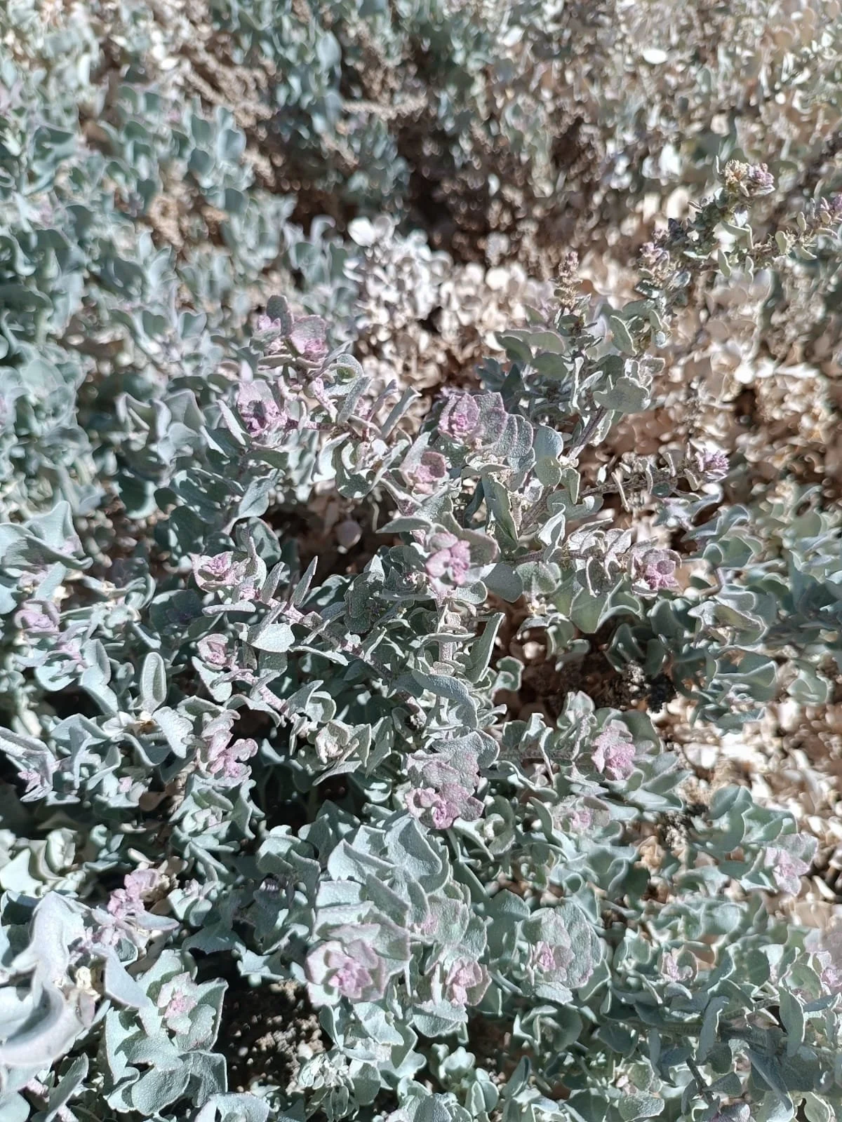 WhatsApp Image 2025-09-24 at 3.25.04 PM (1).jpeg