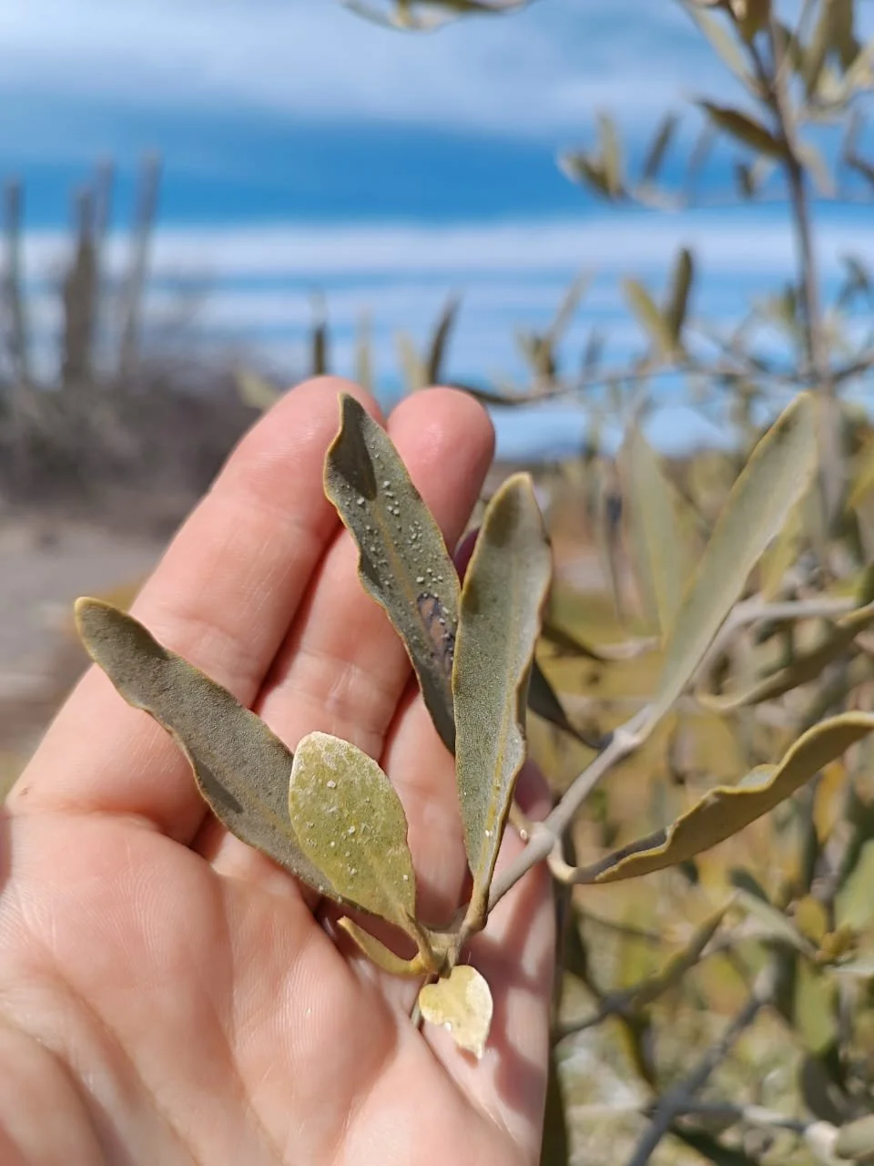 WhatsApp Image 2025-09-23 at 11.13.34 PM (2).jpeg