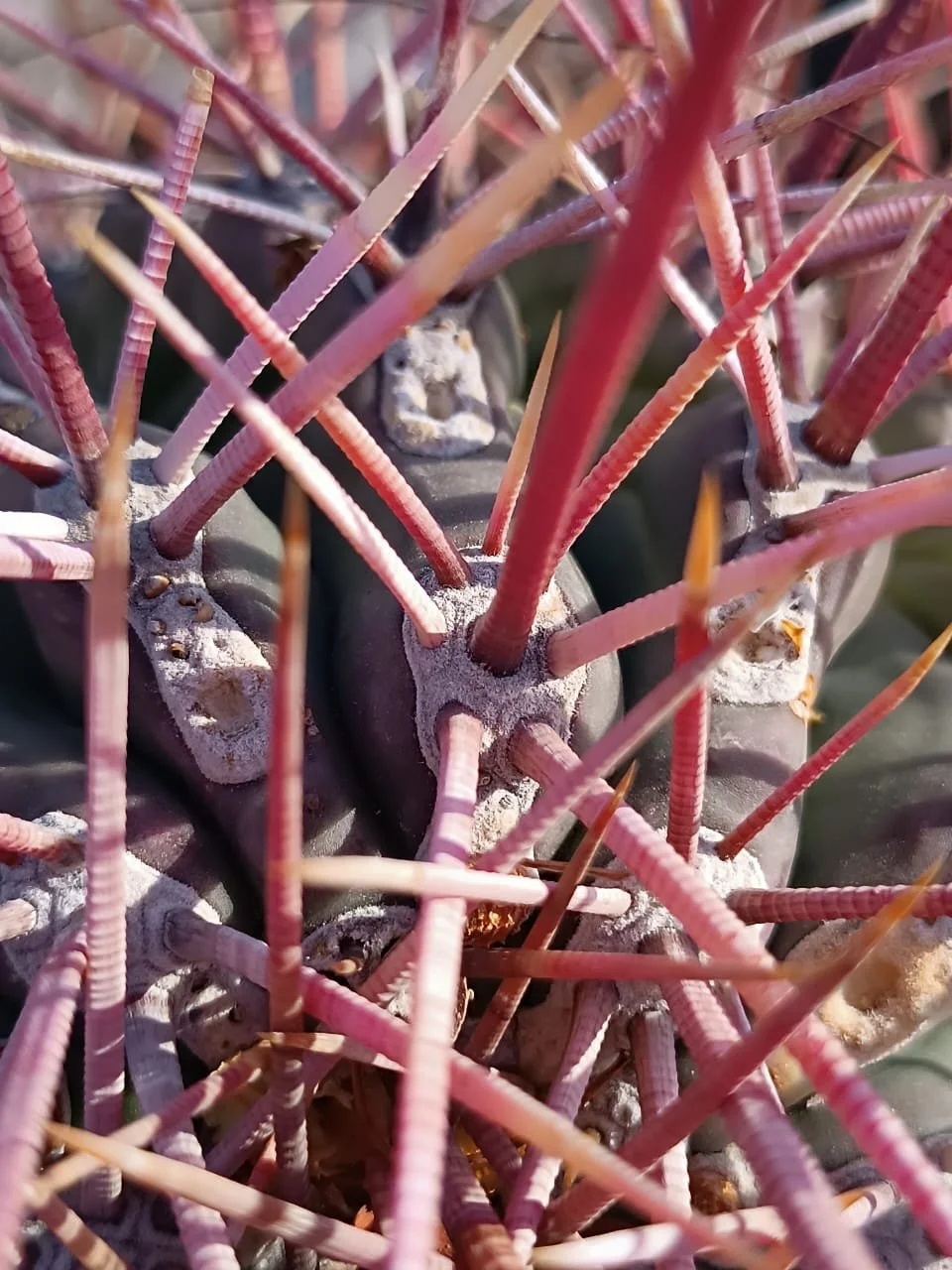 WhatsApp Image 2025-09-23 at 11.13.31 PM (5).jpeg